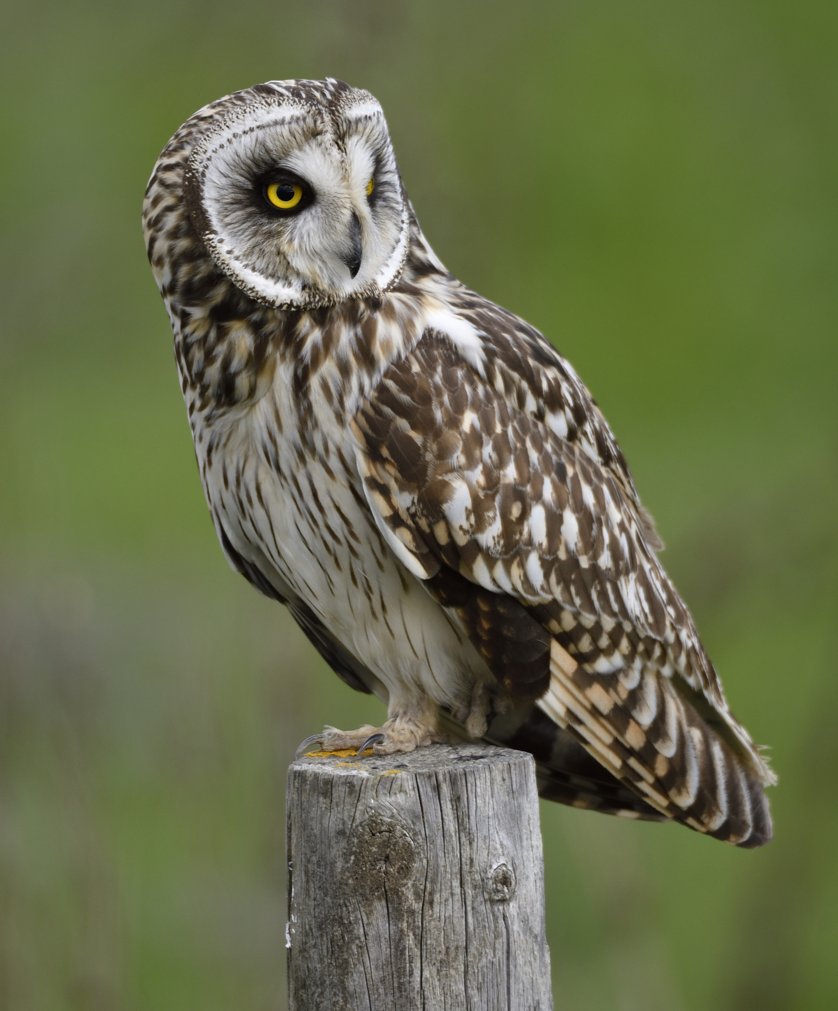 Nikon D500 + Sigma 150-600mm F5-6.3 DG OS HSM | S sample photo. Perfil con detalle photography