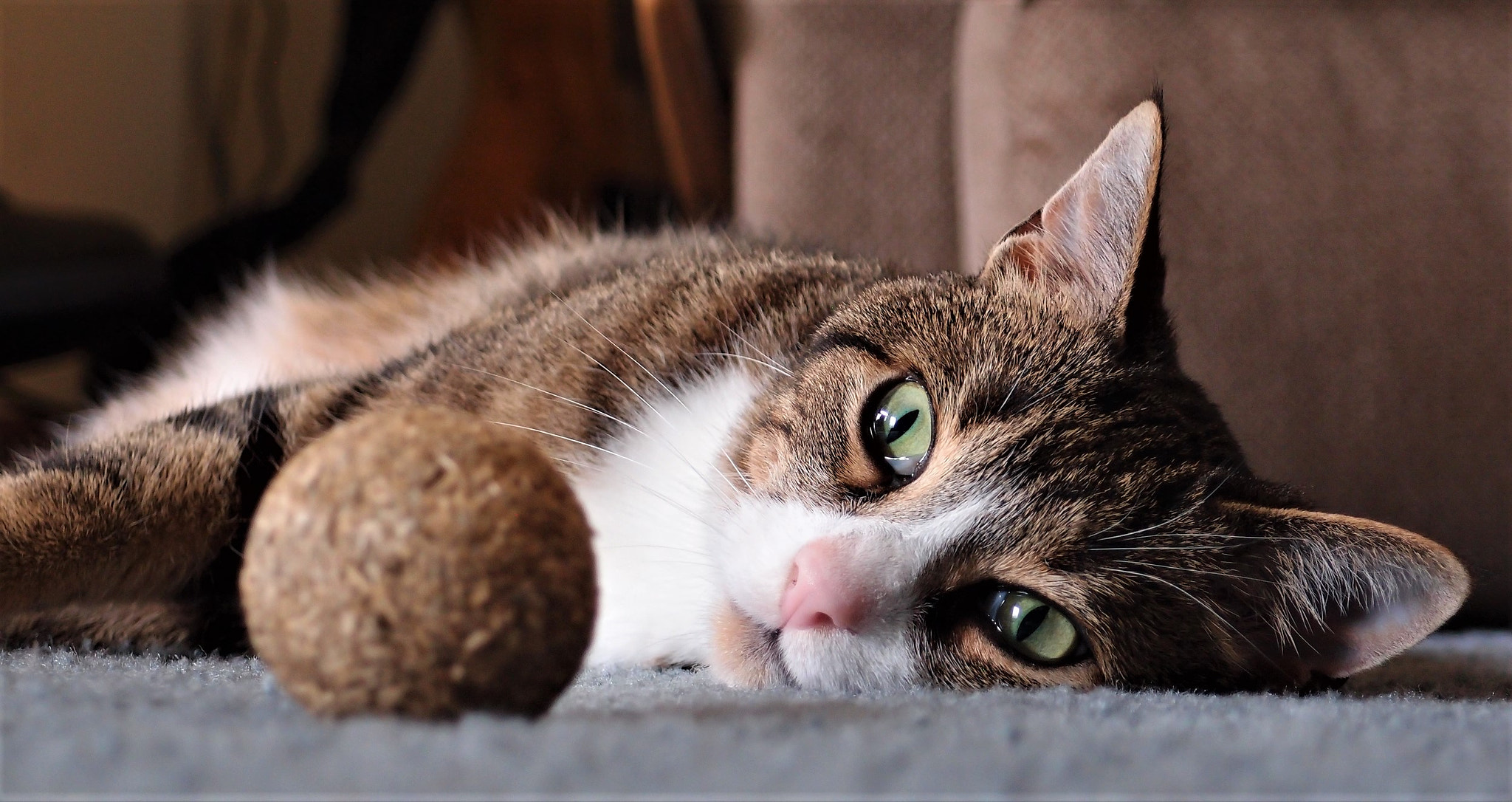 Olympus XZ-1 sample photo. Obsessed with catnip photography