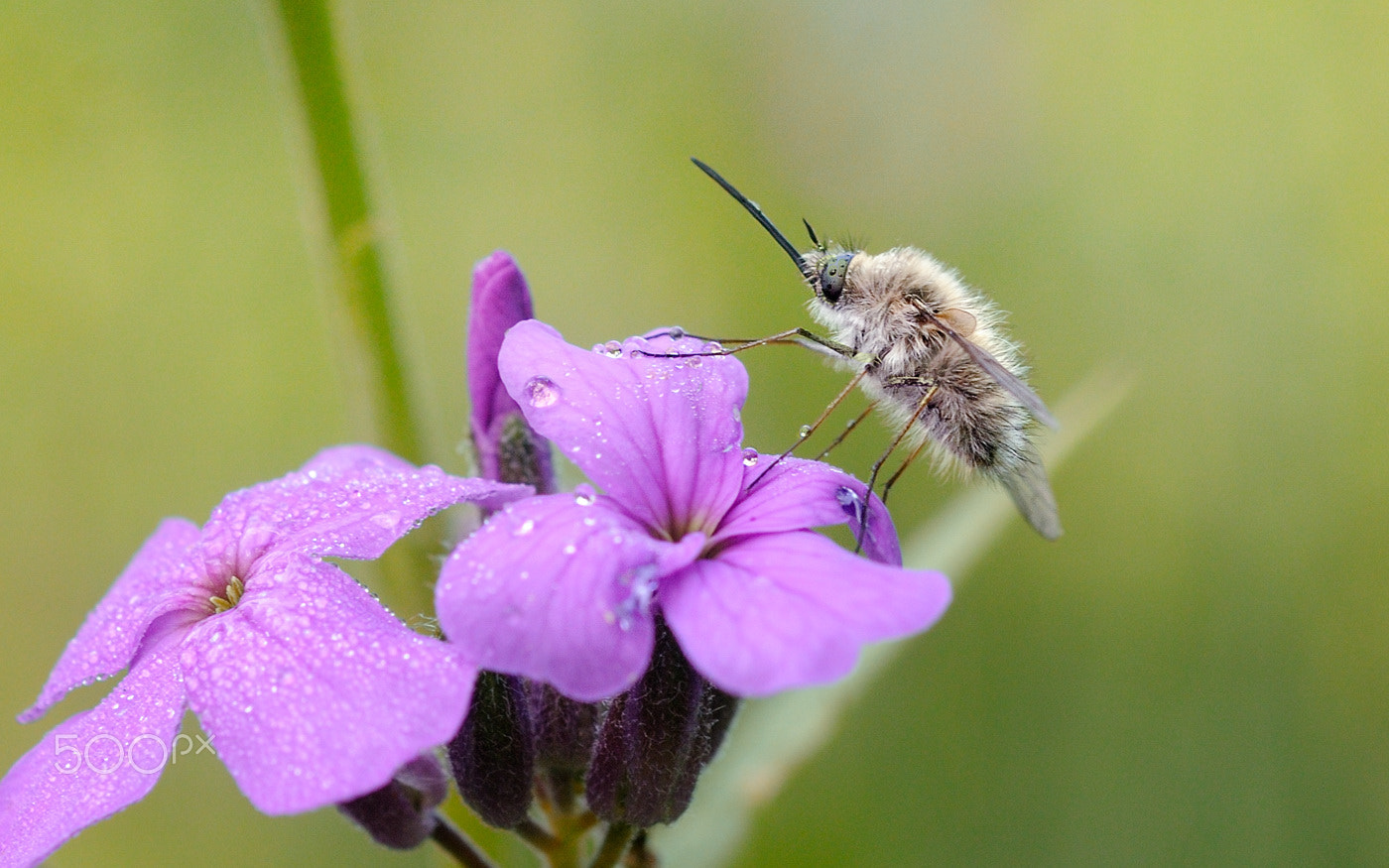 Nikon D300S + Nikon AF Micro-Nikkor 60mm F2.8D sample photo. Жужжало photography