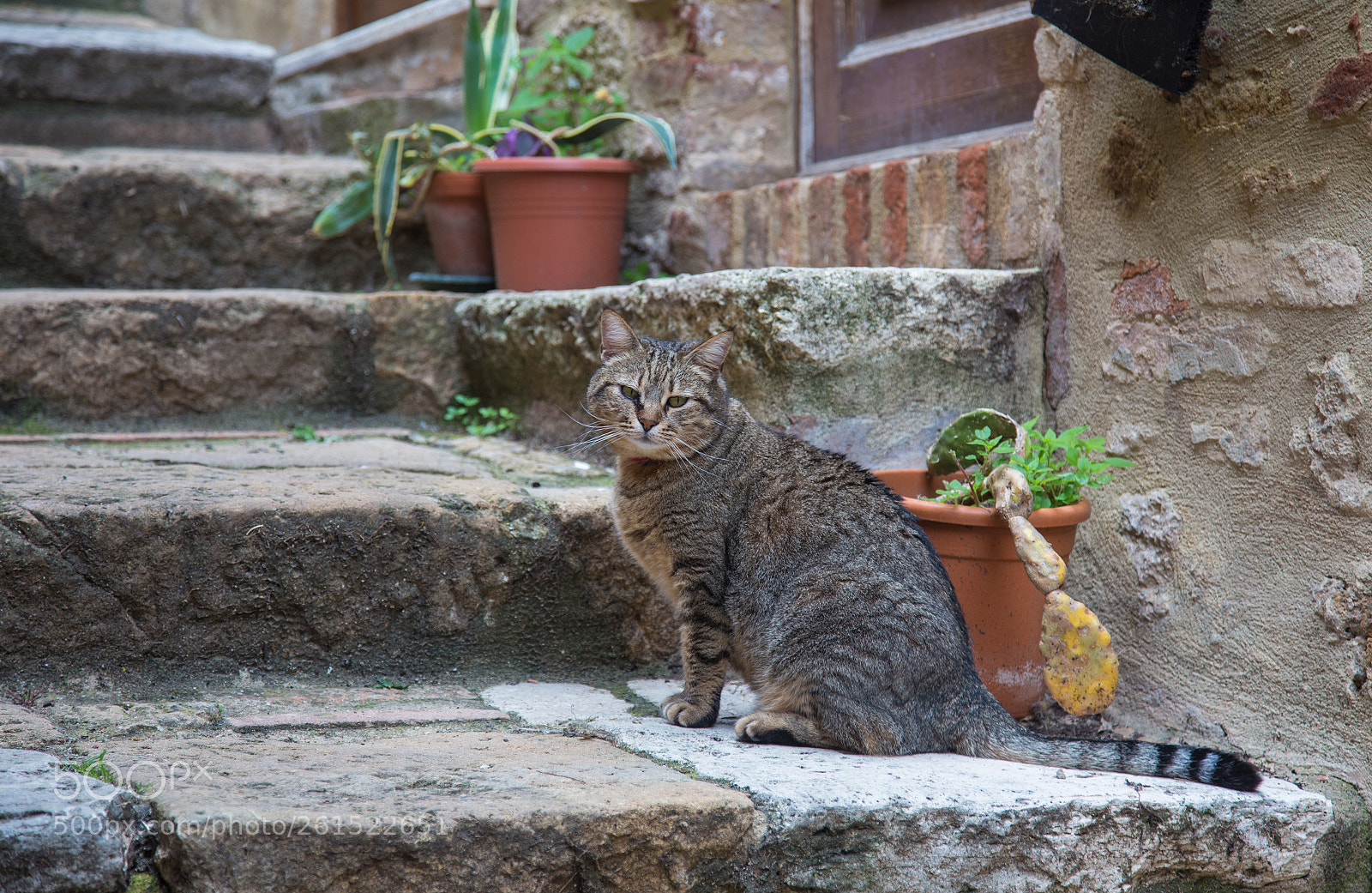 Canon EOS 6D sample photo. Hairball photography