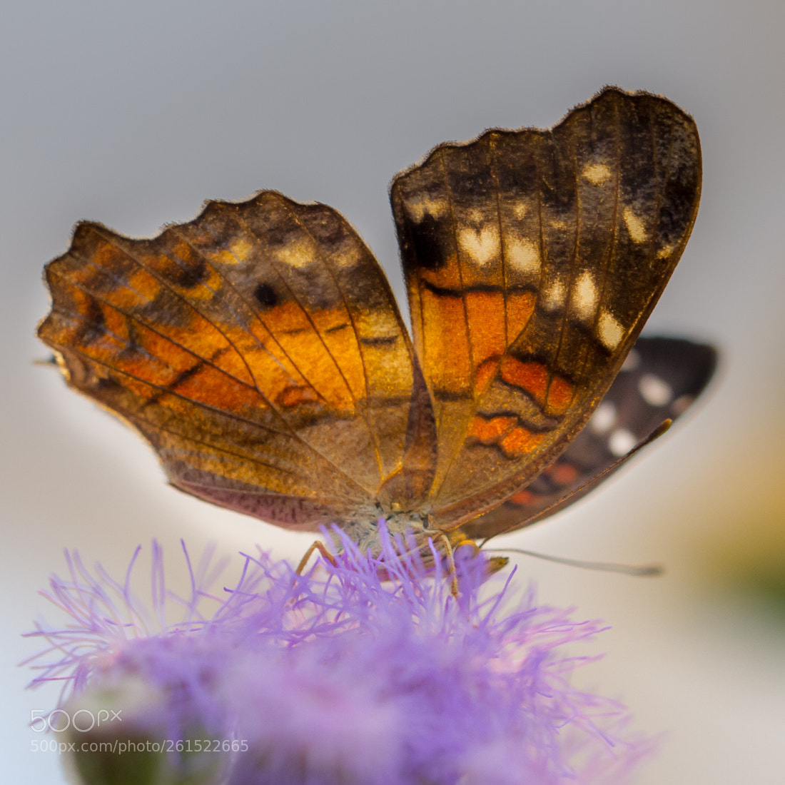 Canon EOS 7D sample photo. Butterfly photography