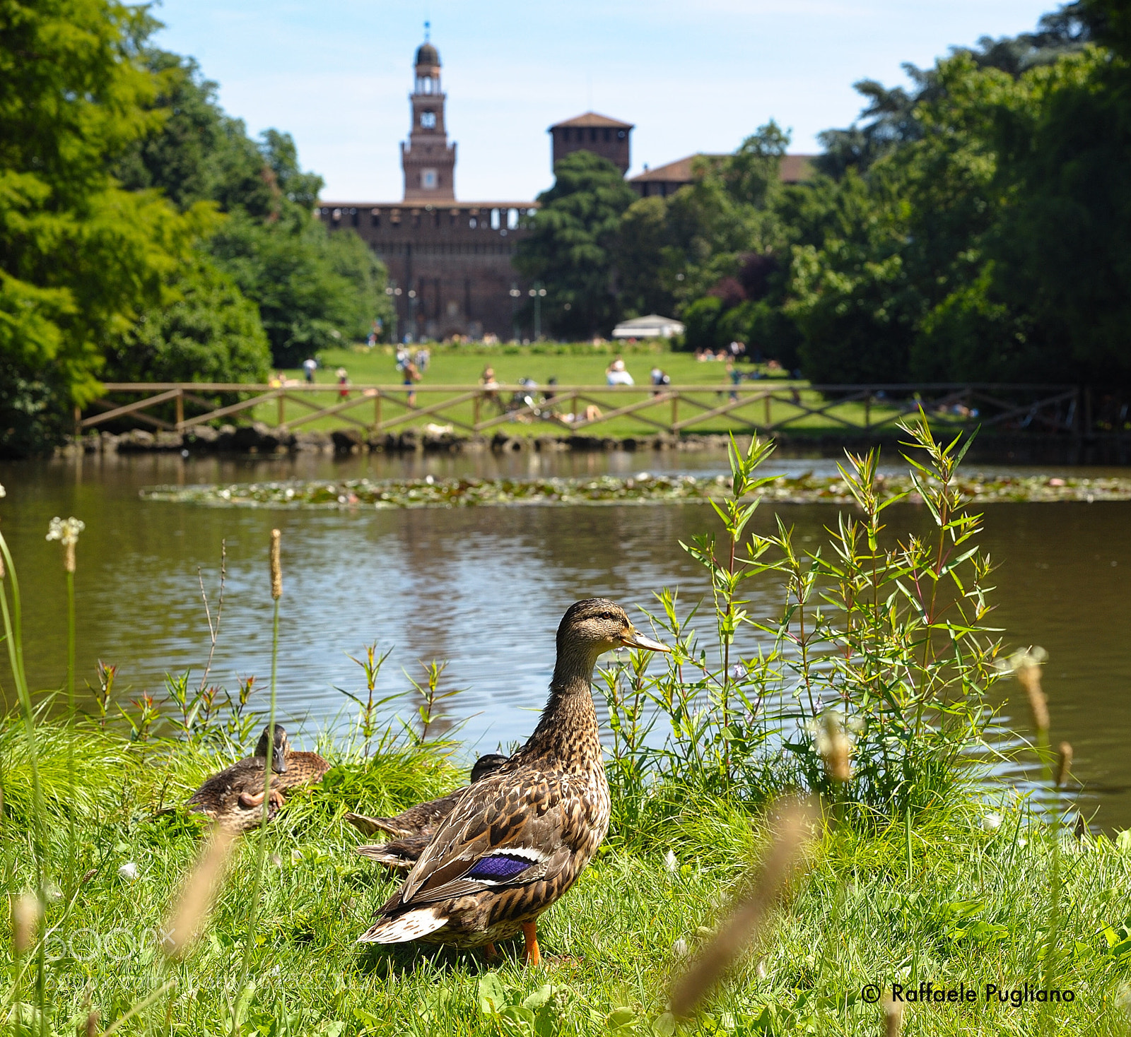 Nikon D3 sample photo. Sempione park photography