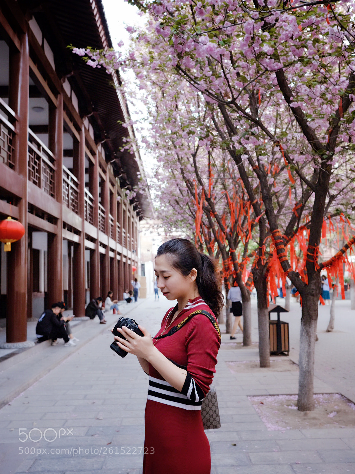 Fujifilm X-T20 sample photo. Wandering on the sakura photography