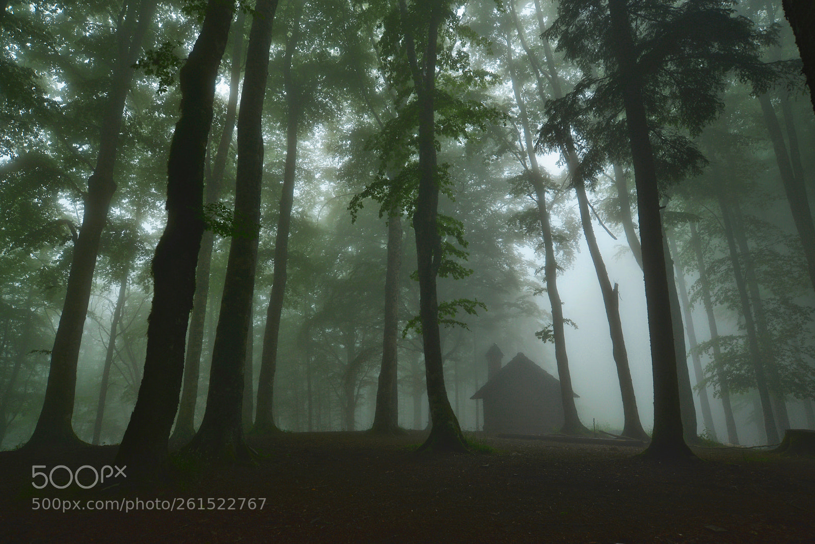 Nikon D600 sample photo. Dark forest photography