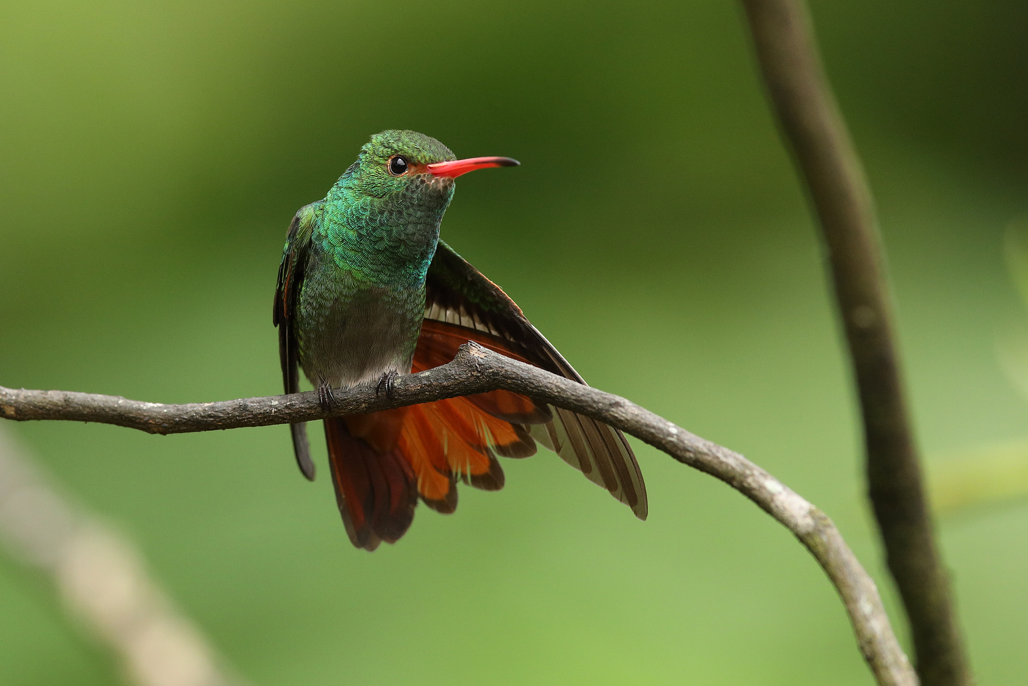 Canon EF 300mm F2.8L IS USM sample photo. Rufous-tailed hummingbird - amazilia tzacatl photography