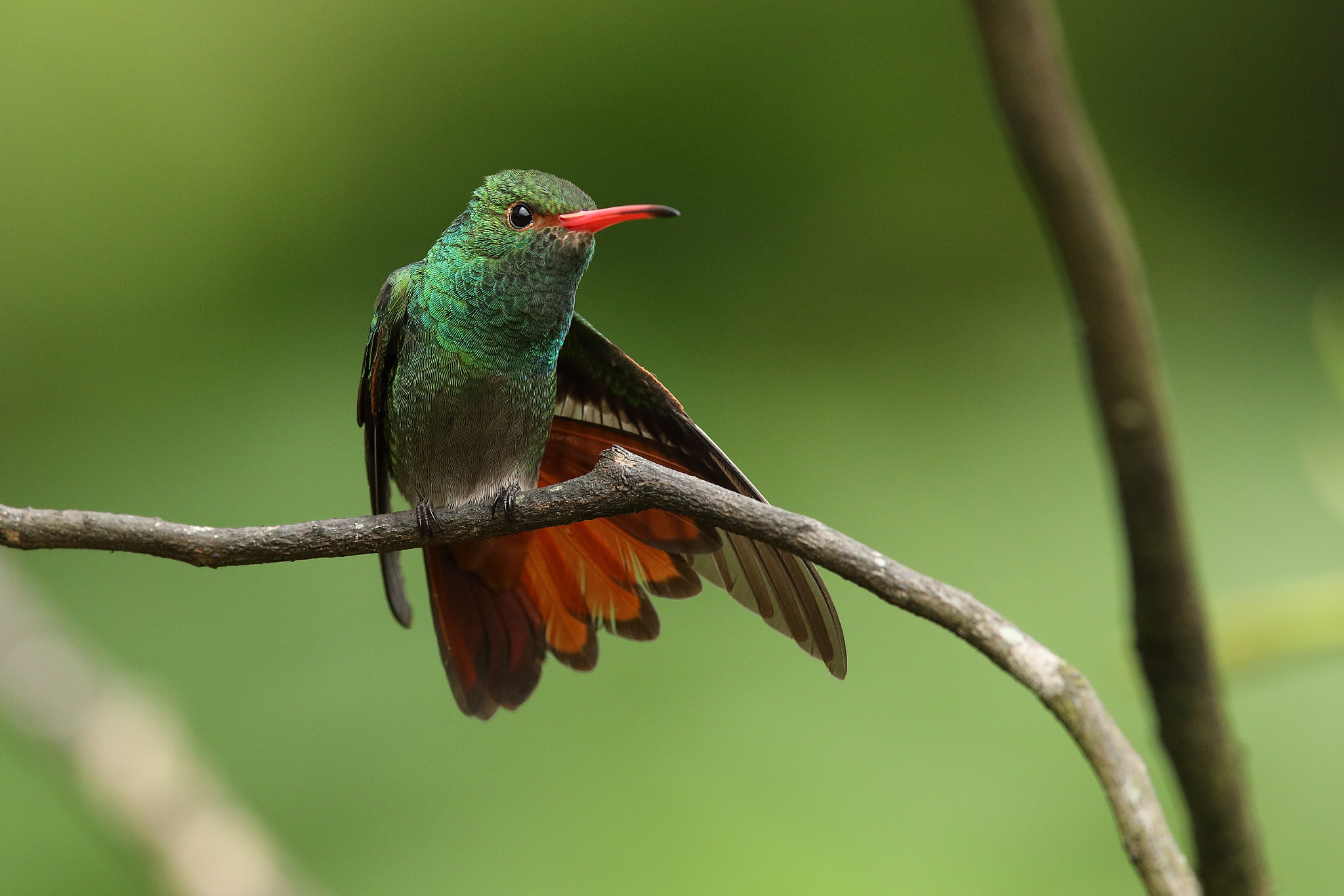 Canon EOS 5D Mark IV + Canon EF 300mm F2.8L IS USM sample photo. Rufous-tailed hummingbird - amazilia tzacatl photography