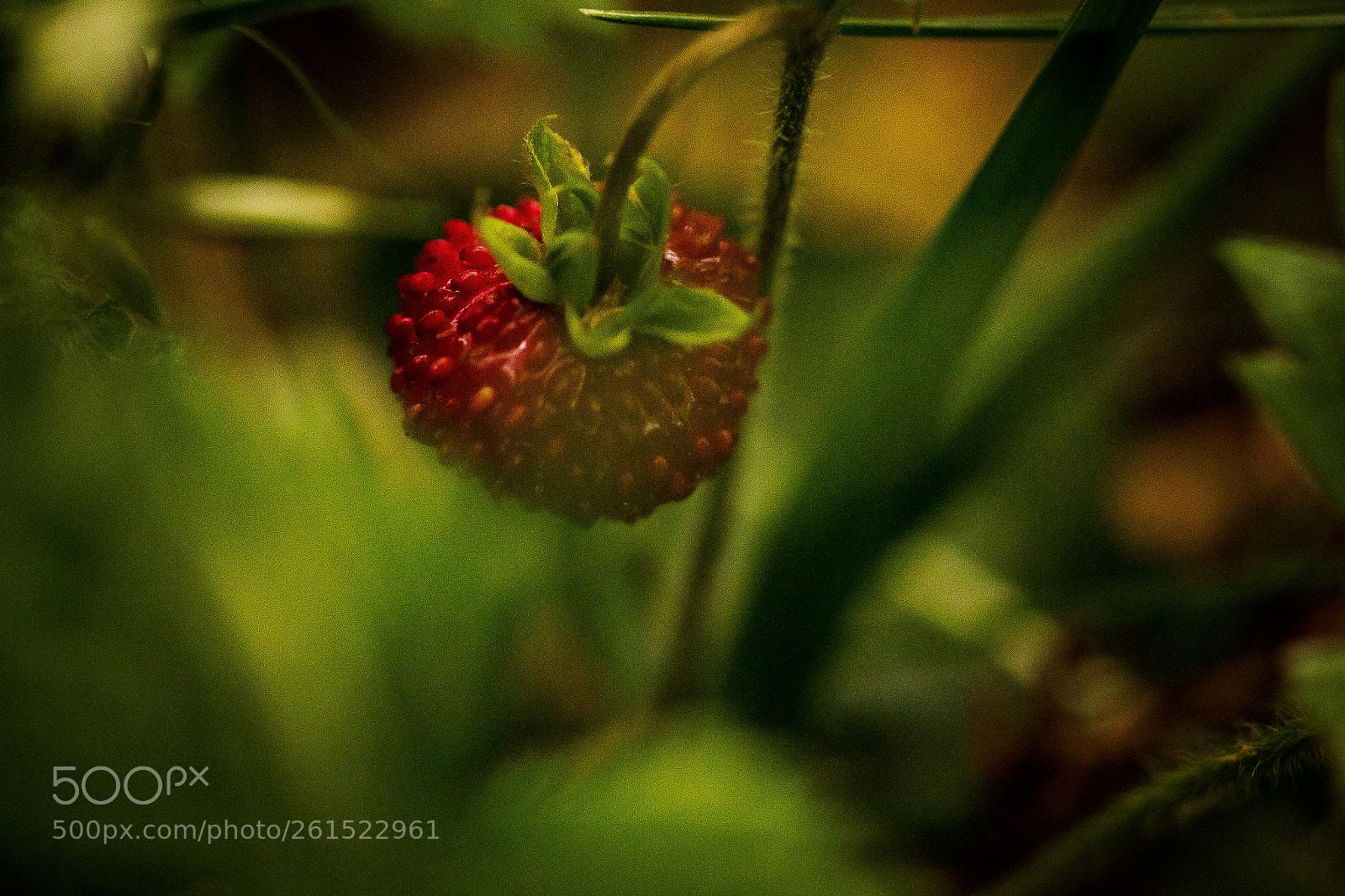 Canon EOS 70D sample photo. Hidden enjoyment photography