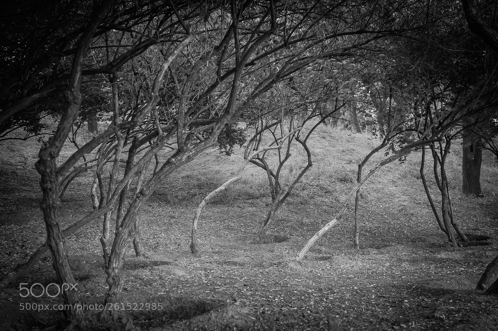 Canon EOS 7D sample photo. Trees photography