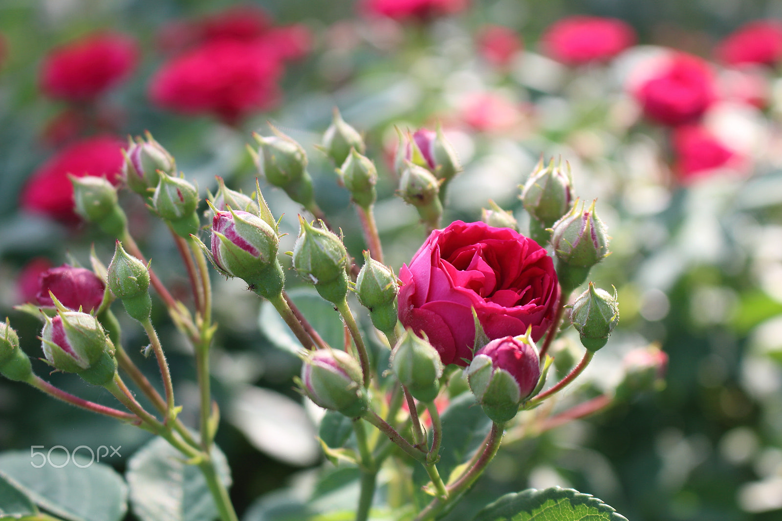 Canon EOS 100D (EOS Rebel SL1 / EOS Kiss X7) sample photo. Surrounded with happiness photography