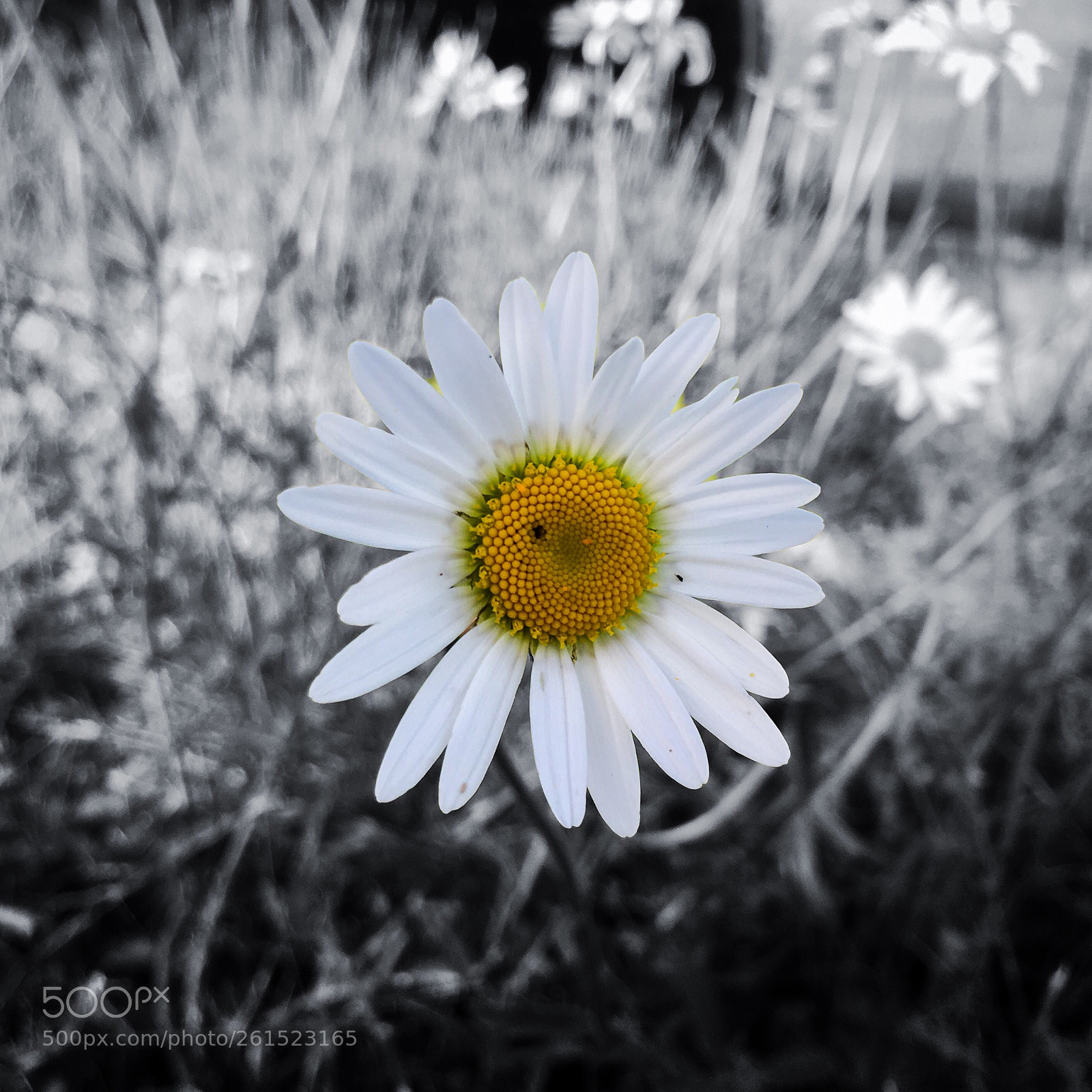 Apple iPhone 6s sample photo. Daisies photography