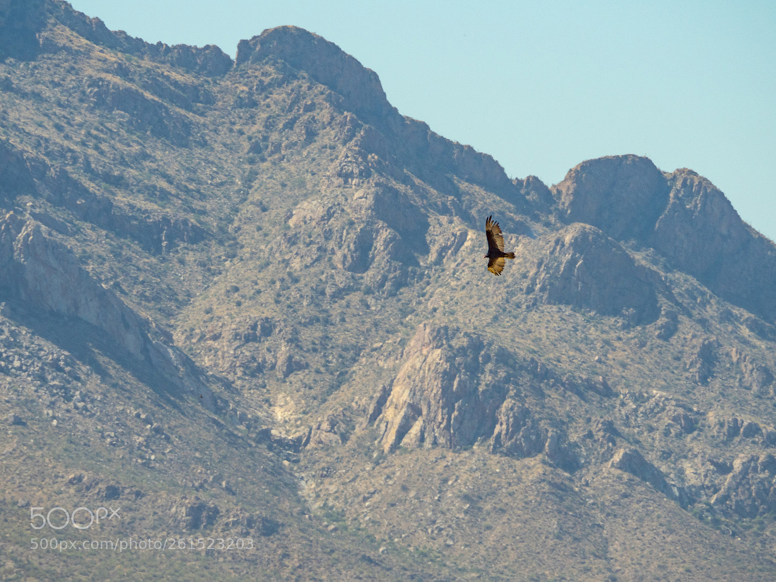 Olympus OM-D E-M5 II sample photo. Soaring photography