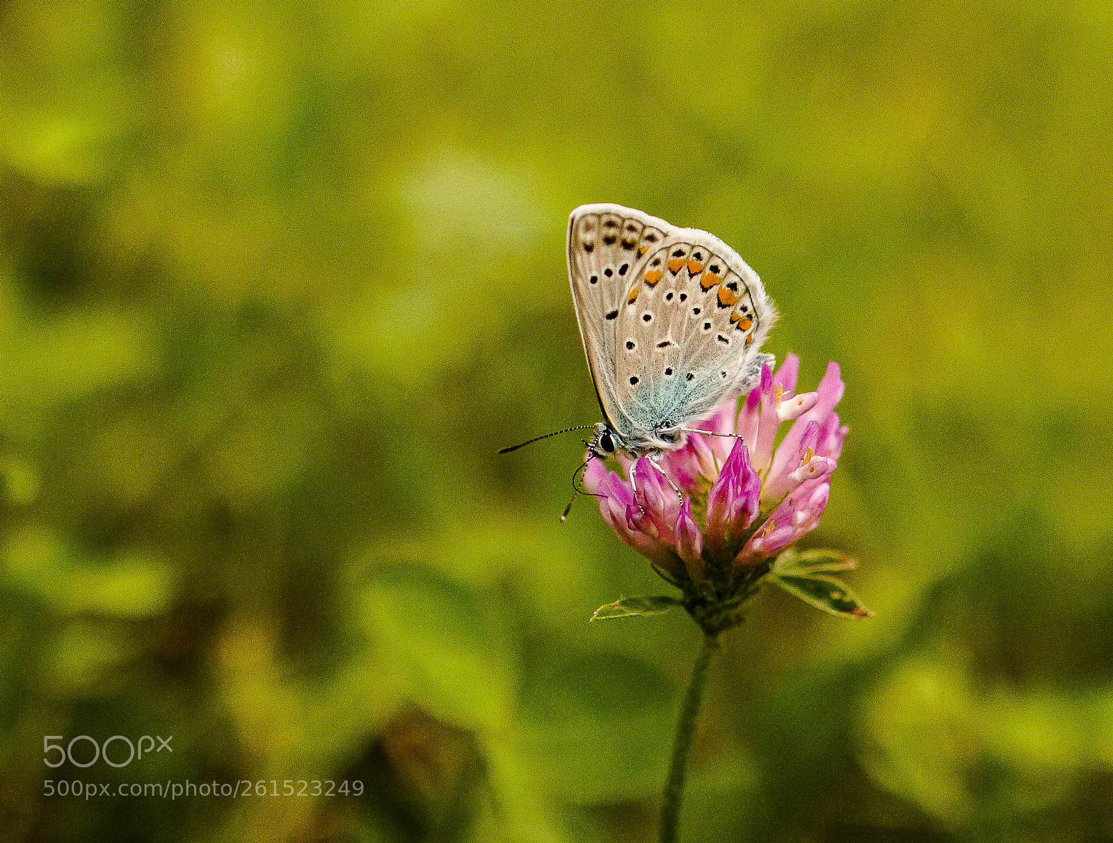 Canon EOS 70D sample photo. Blue butterfly photography