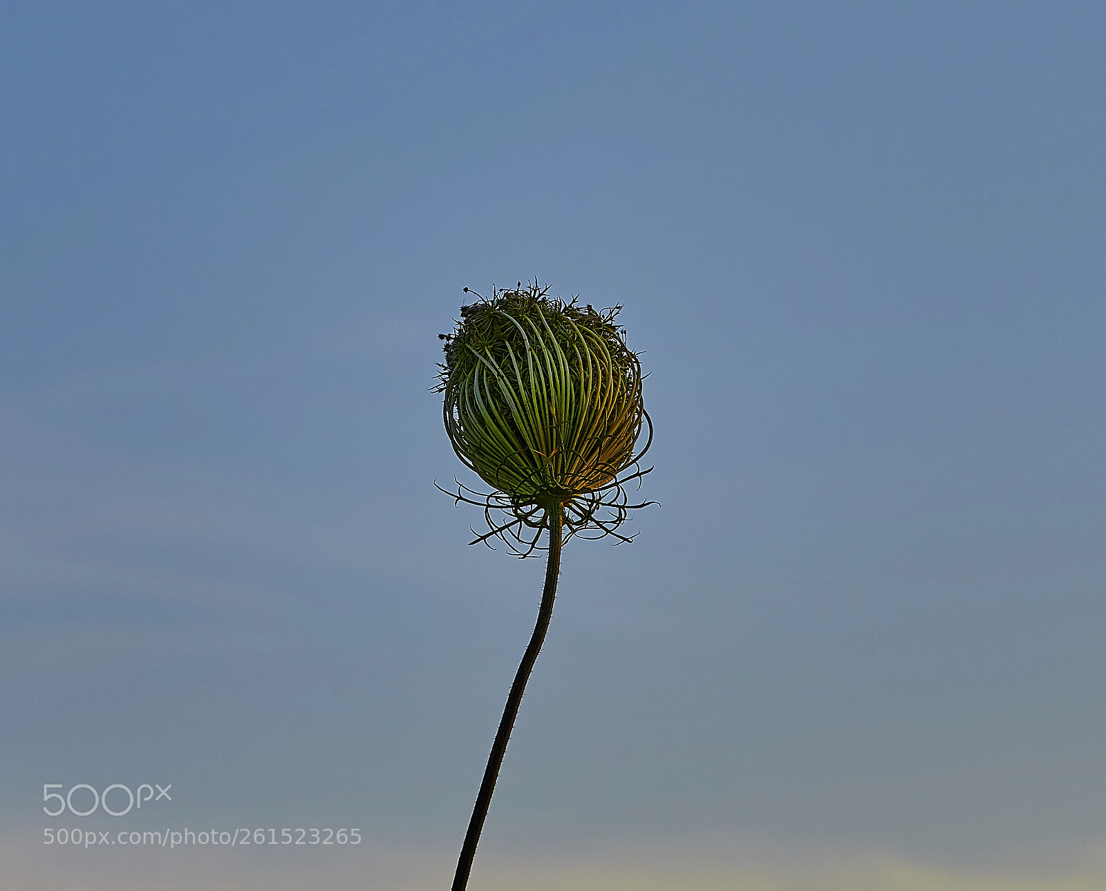 Nikon D850 sample photo. Spikey photography