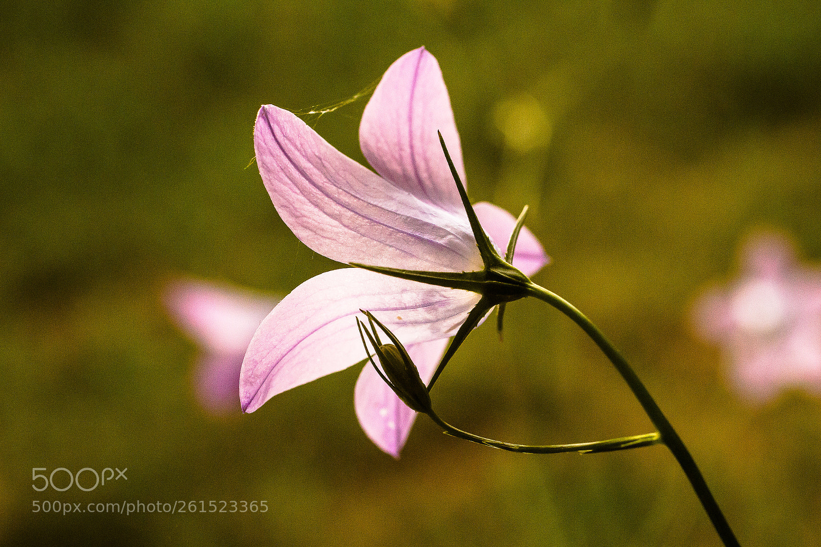 Canon EOS 70D sample photo. Bellflower photography