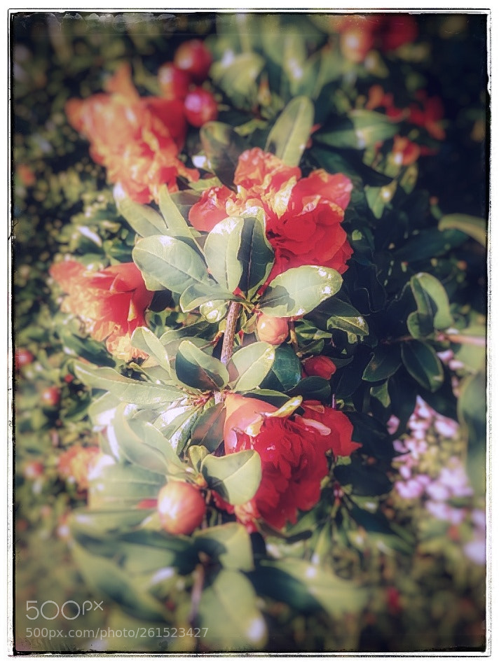 LG G6 sample photo. Red flowers photography