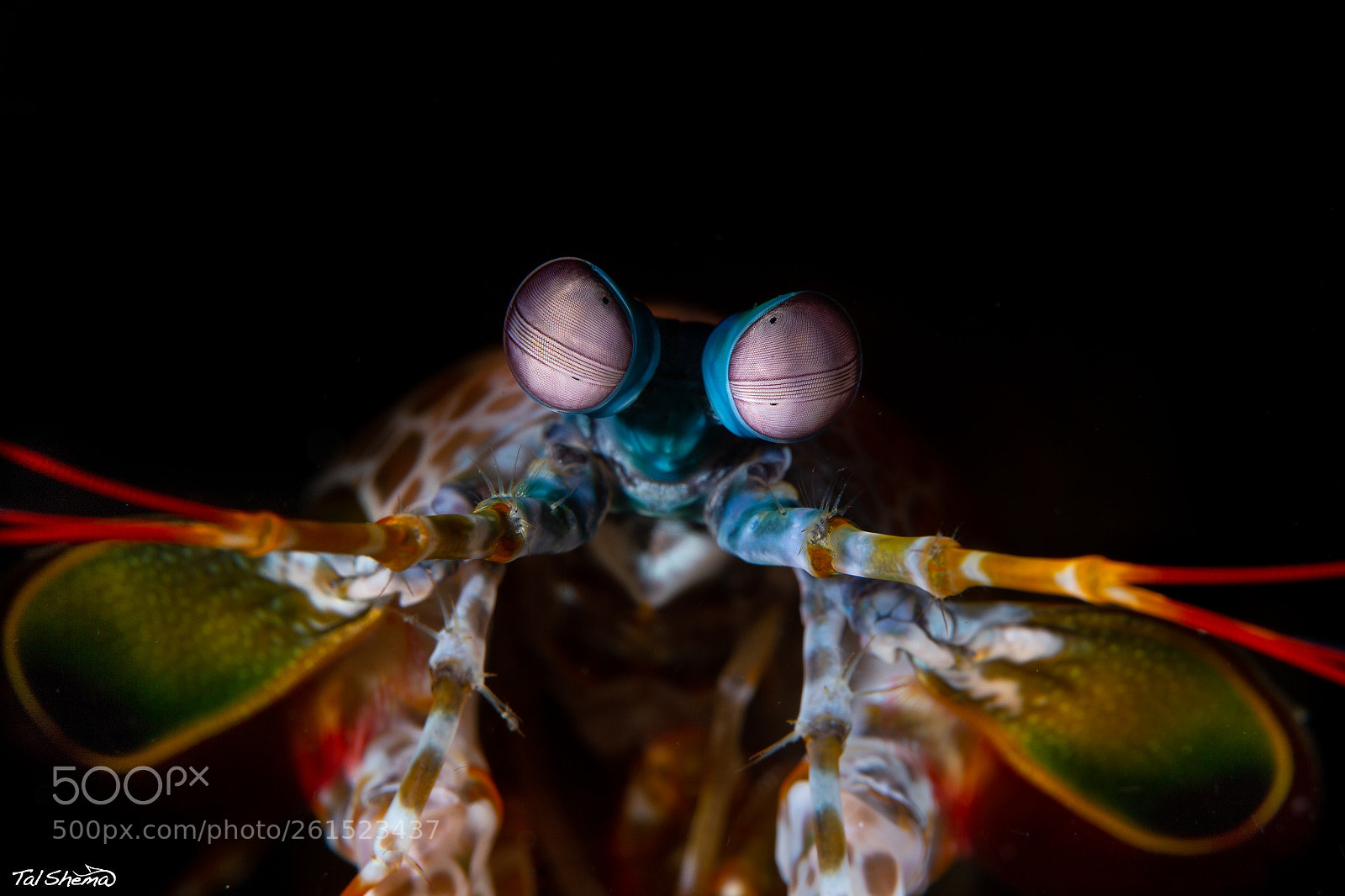 Canon EOS 6D sample photo. Mantis shrimp photography