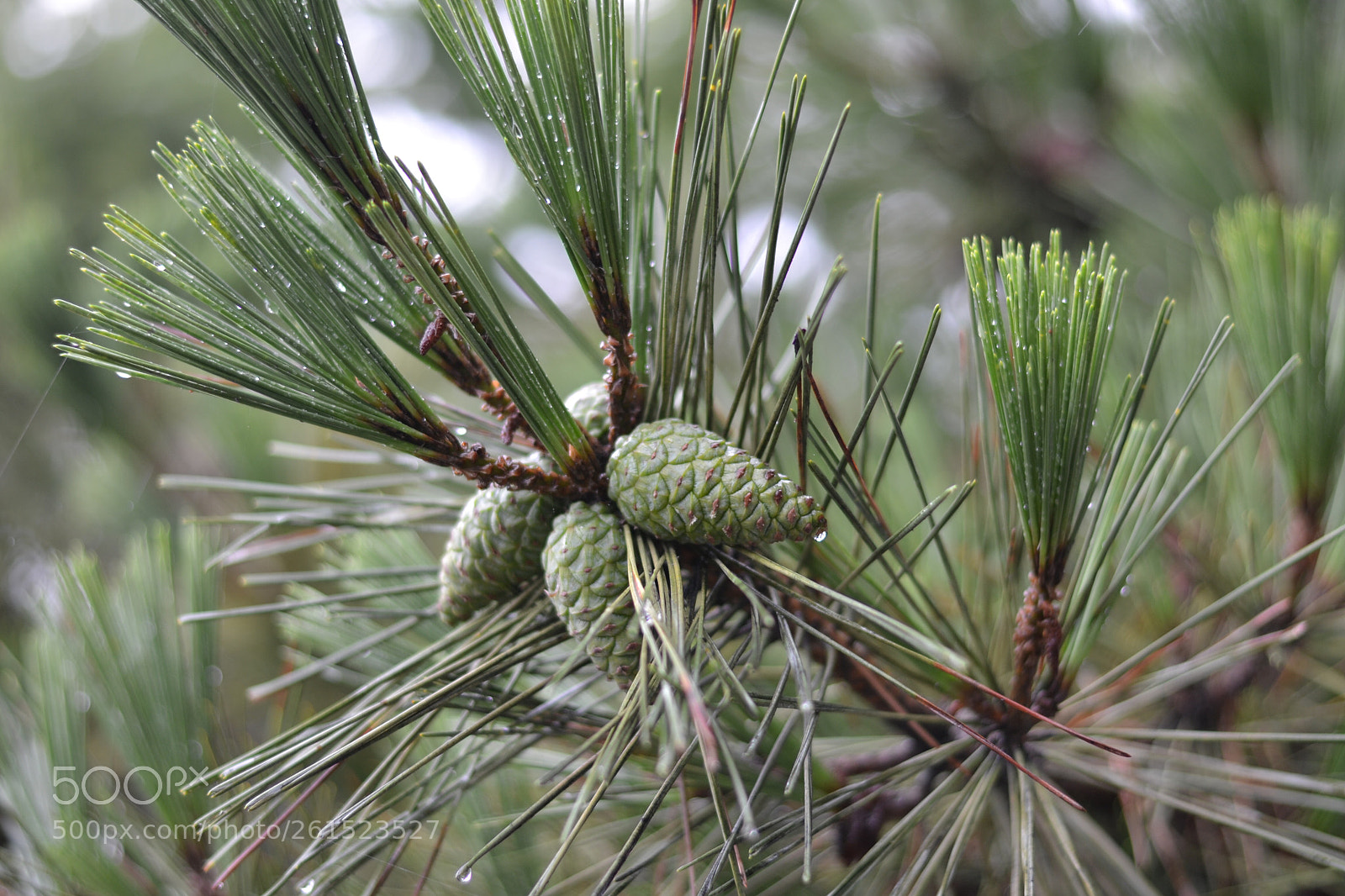 Nikon D3100 sample photo. After rain photography