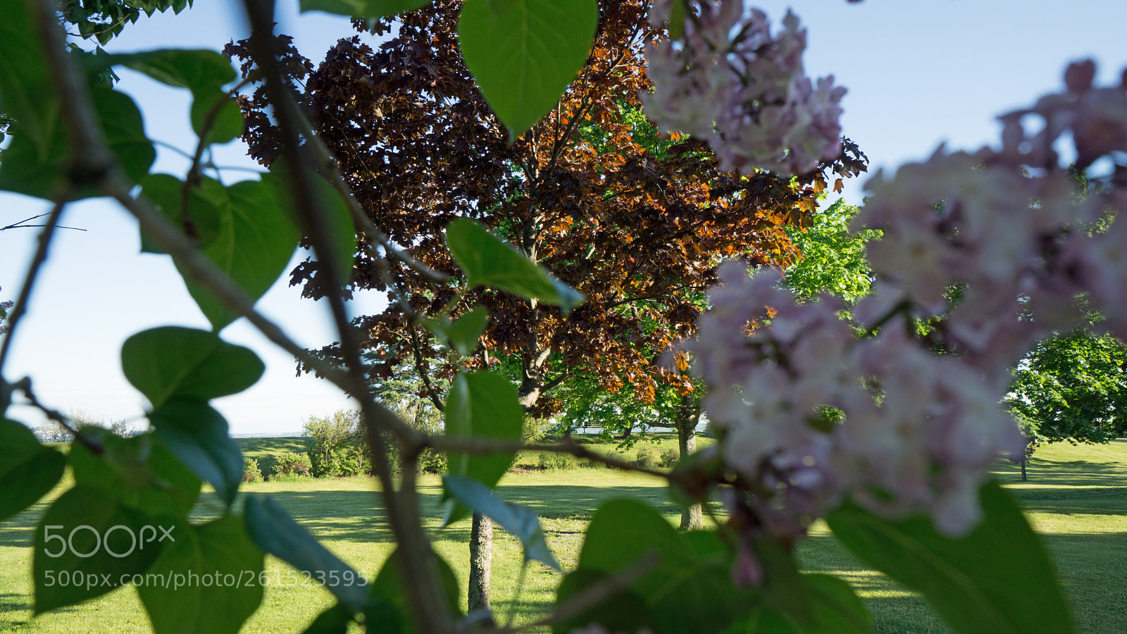 Sony a6000 sample photo. Lilac maple photography
