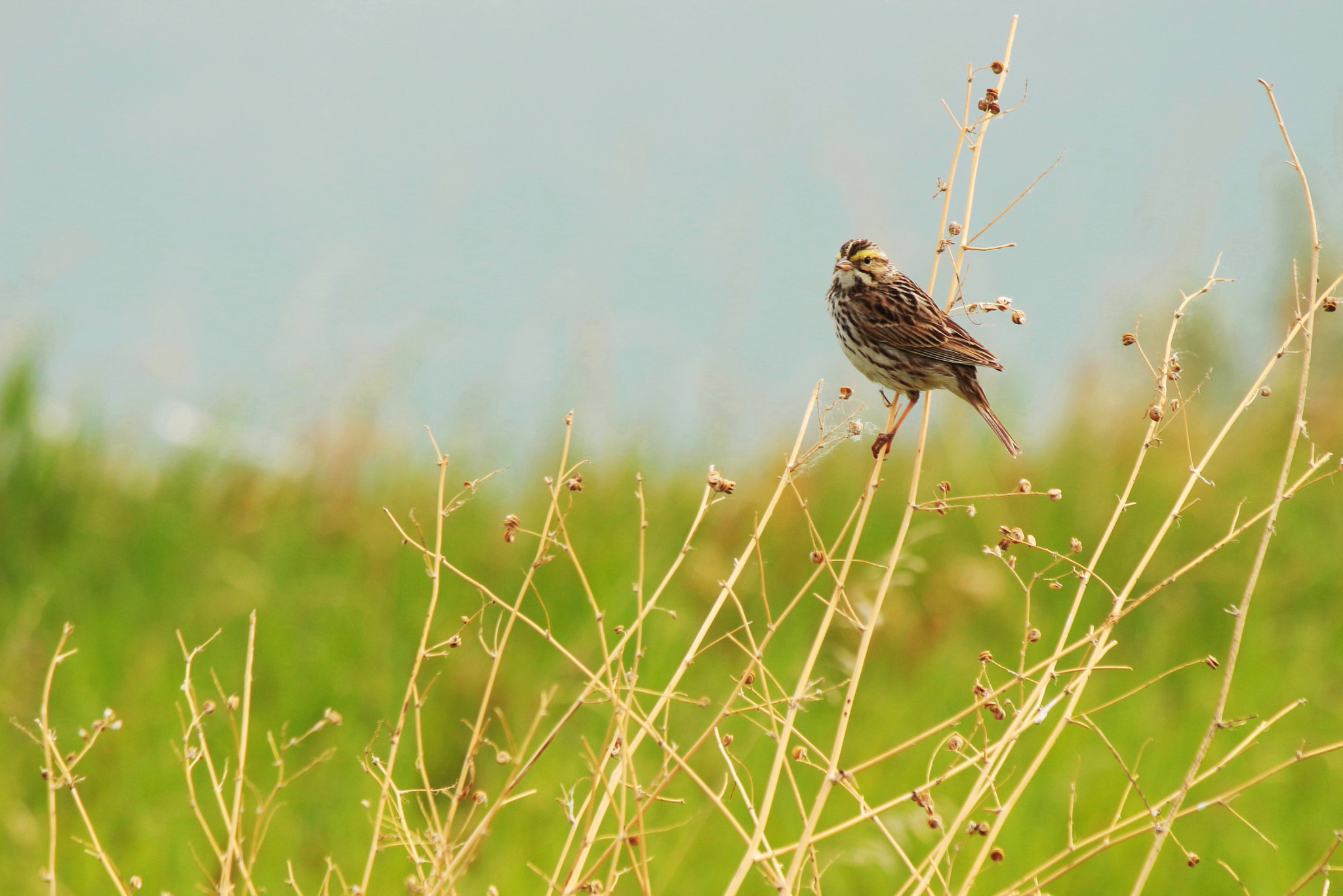 Canon EOS 700D (EOS Rebel T5i / EOS Kiss X7i) + Canon EF-S 55-250mm F4-5.6 IS II sample photo. Meadow's bird photography