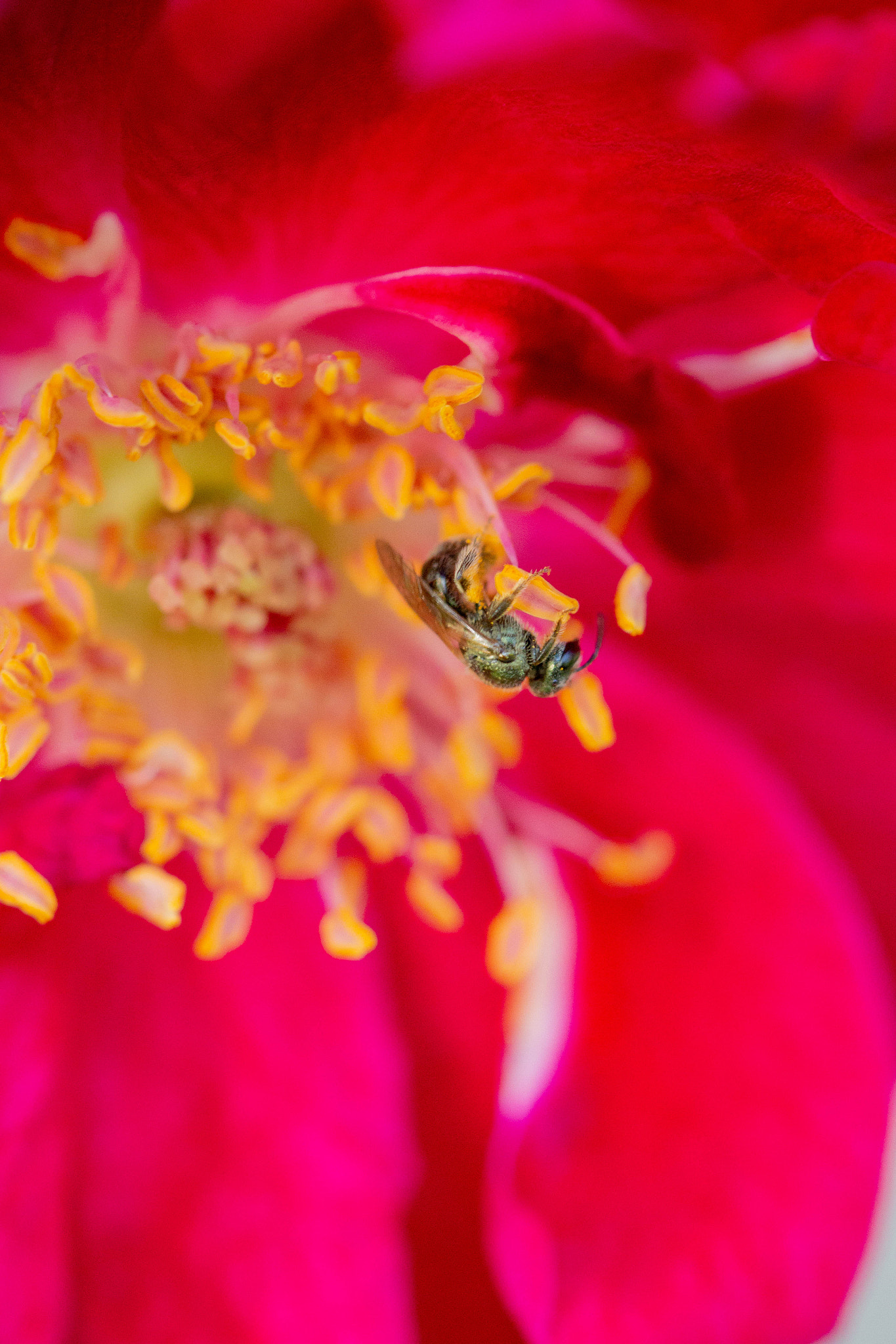 Canon EOS 650D (EOS Rebel T4i / EOS Kiss X6i) sample photo. Ellie's rose photography