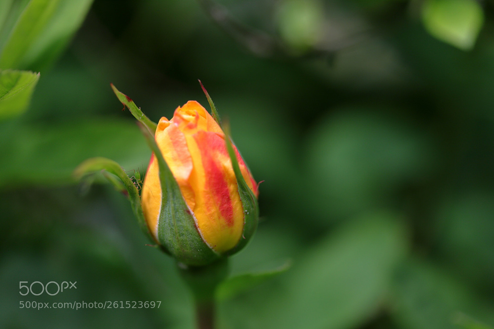 Canon EOS 6D Mark II sample photo. Rosebud and aphid photography