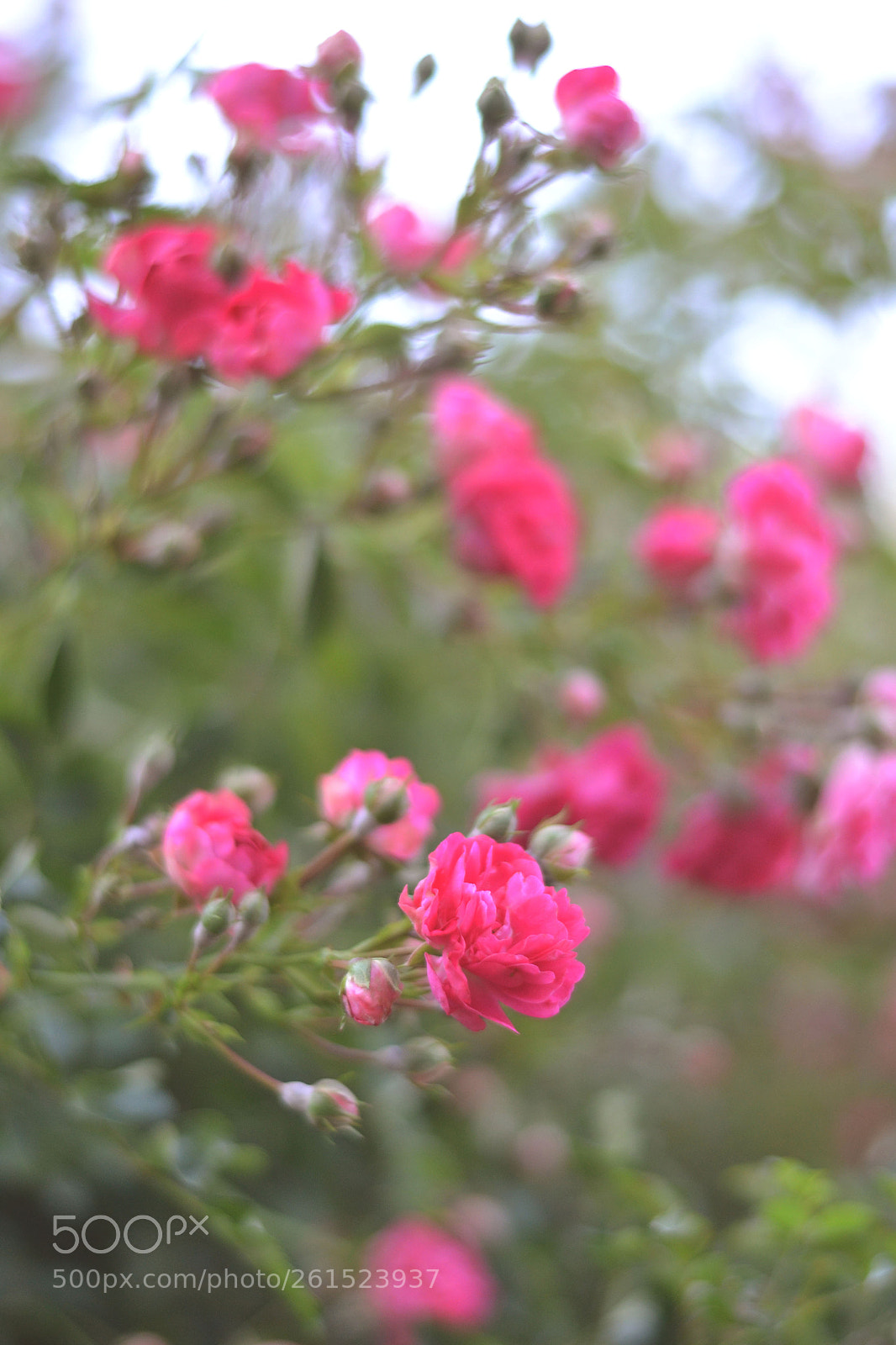Nikon D3100 sample photo. Roses photography