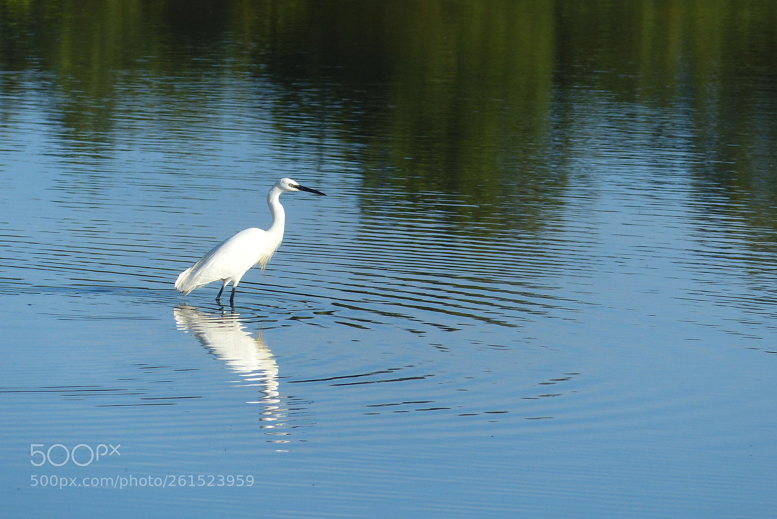 Panasonic Lumix DMC-FZ200 sample photo. Grande aigrette photography