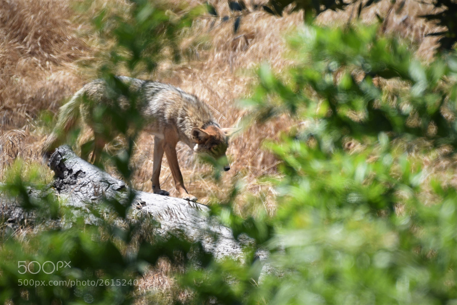 Nikon D750 sample photo. Wild coyote photography