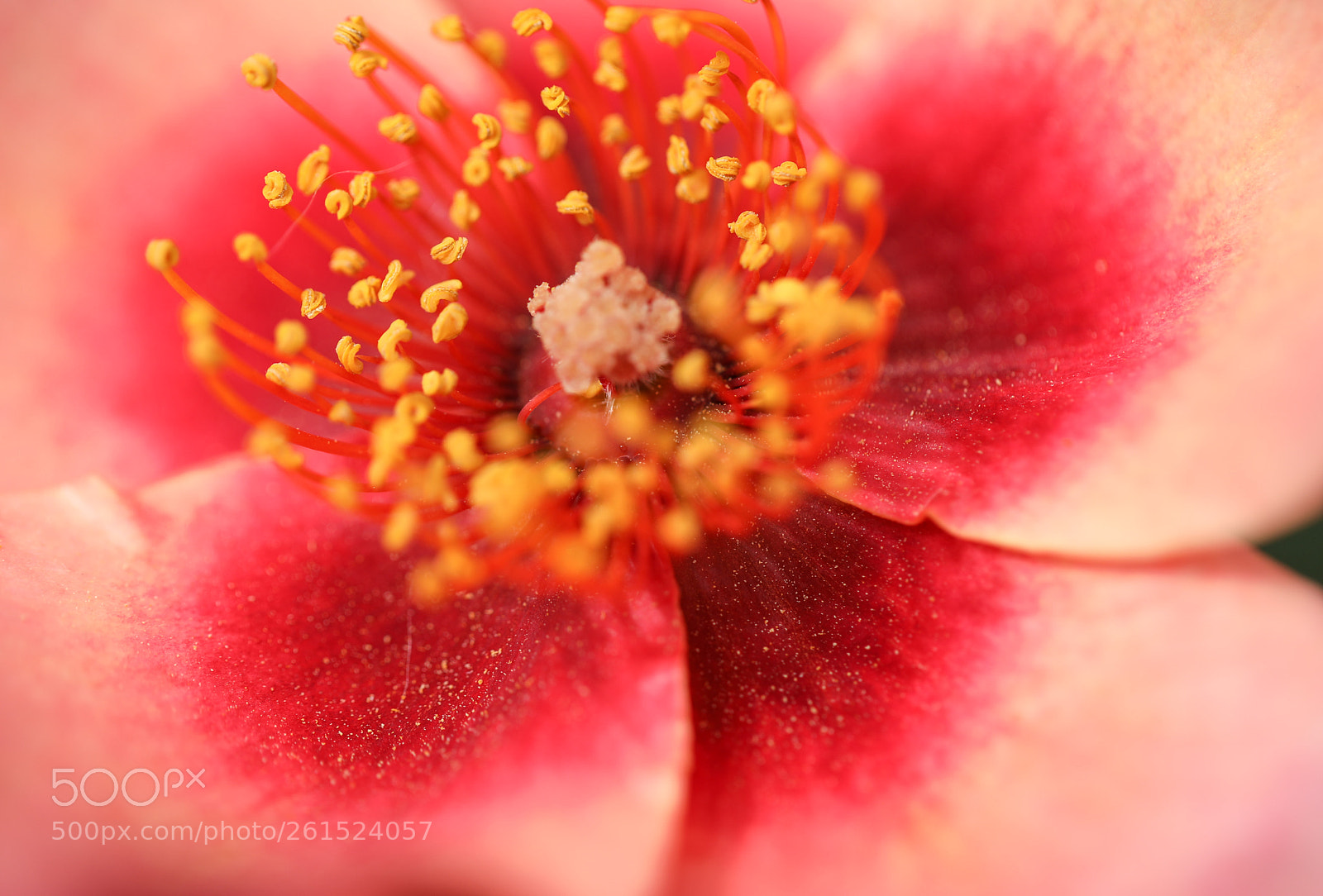 Canon EOS 5D Mark IV sample photo. Crystal bud photography