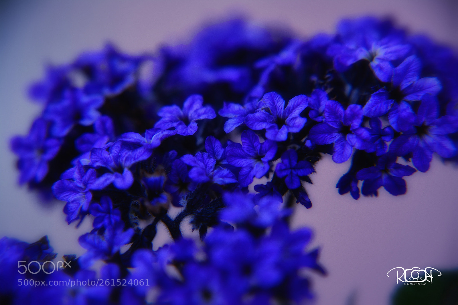 Nikon D5200 sample photo. Flower photography