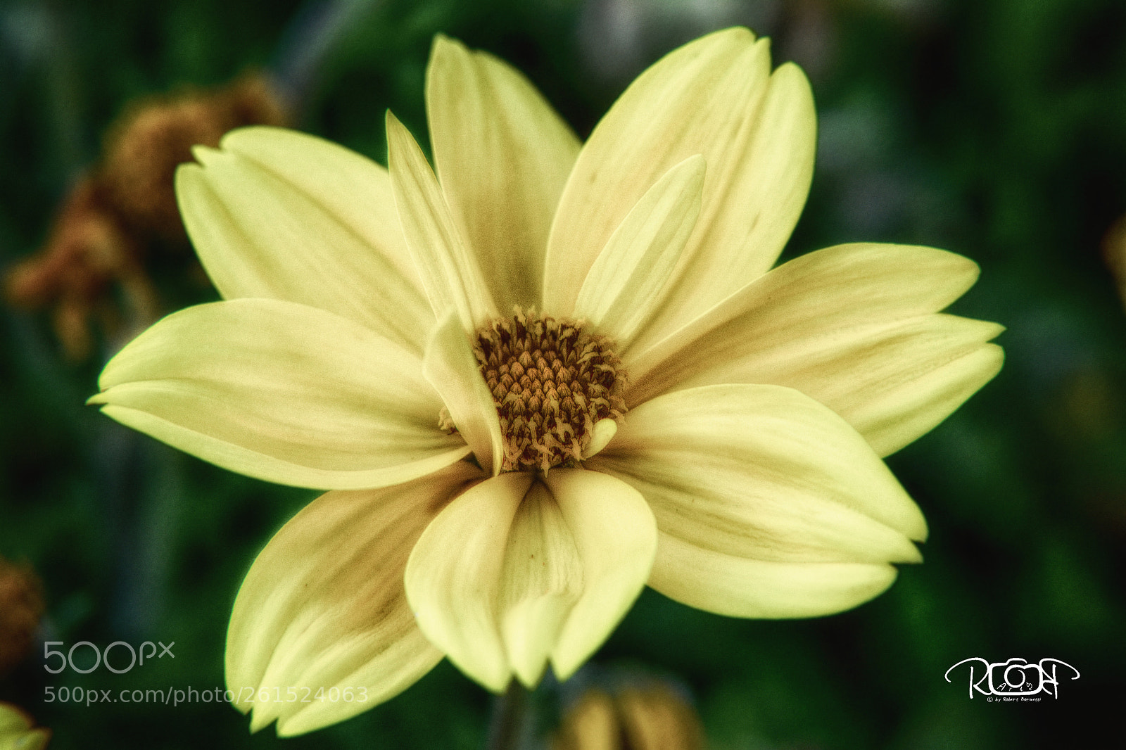Nikon D5200 sample photo. Flower photography