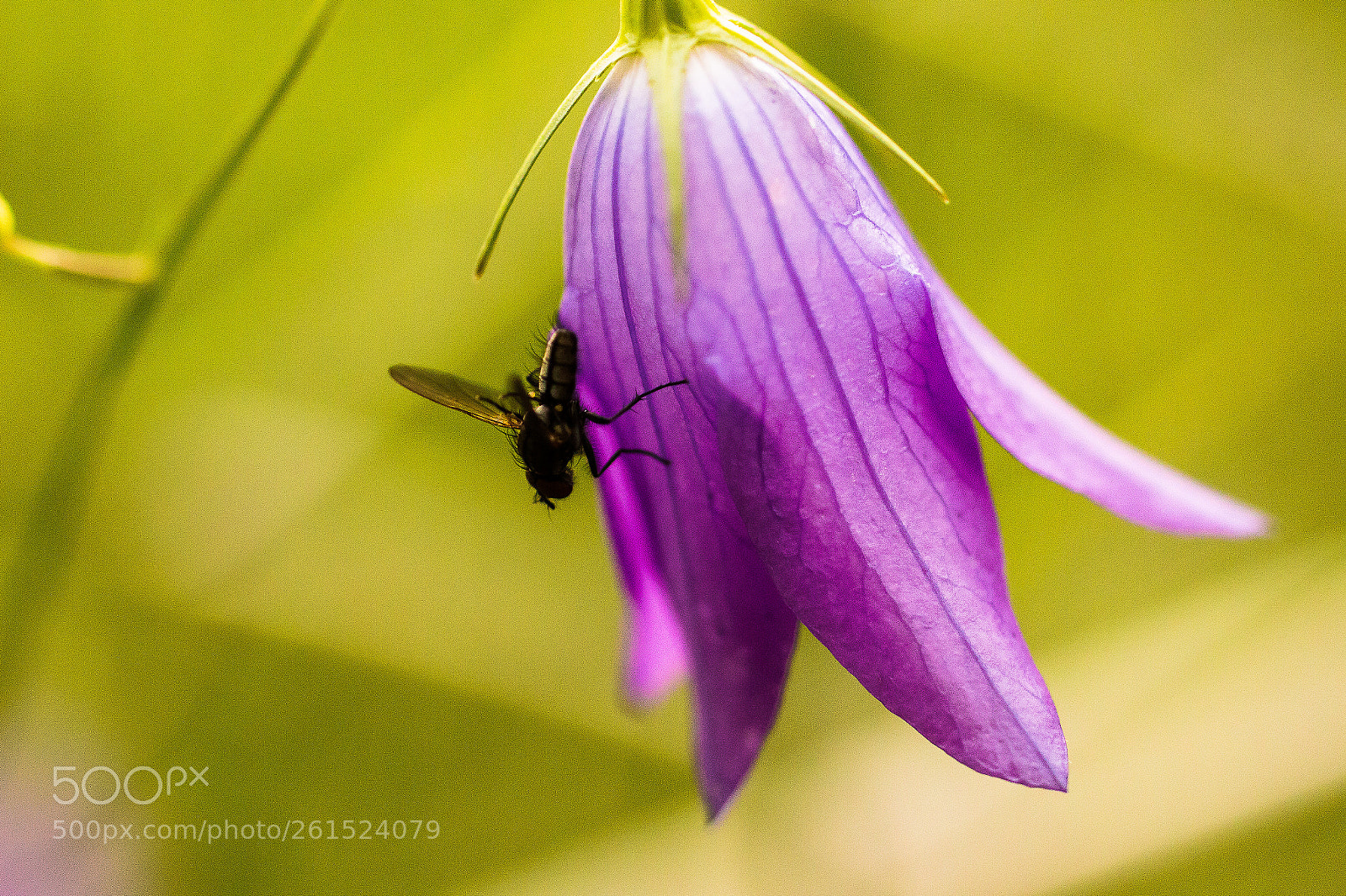 Canon EOS 70D sample photo. Bellflower with fly photography