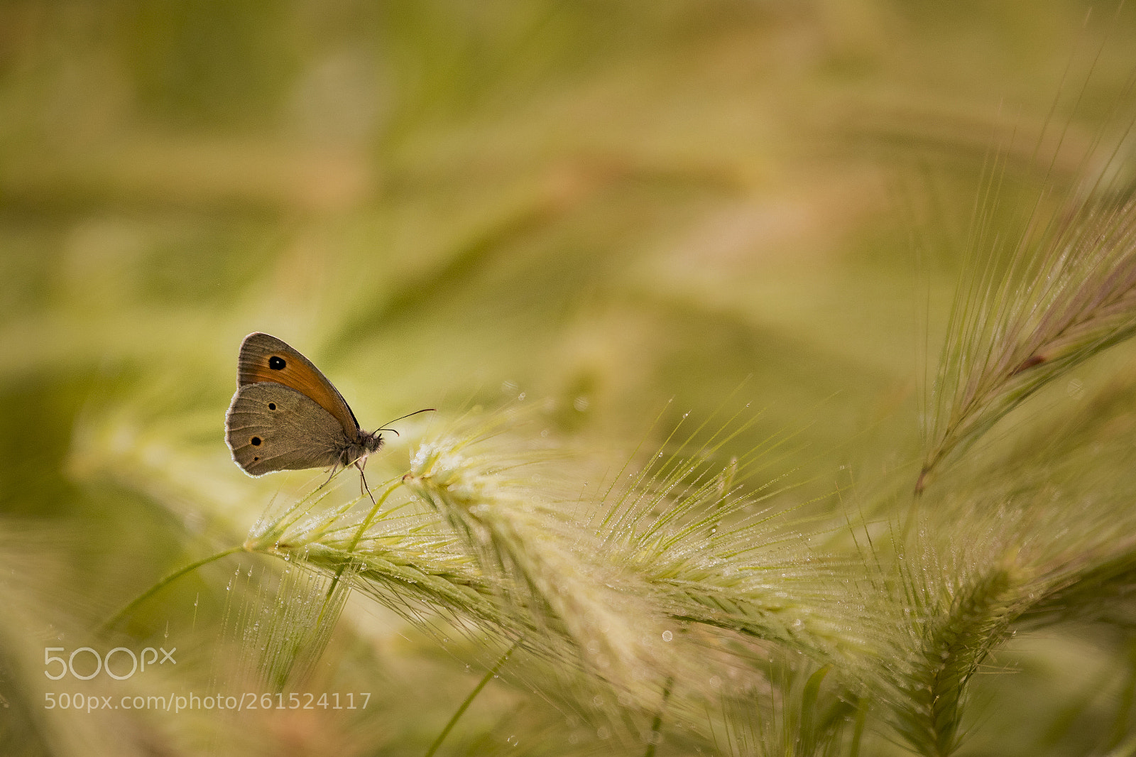 Canon EOS 7D Mark II sample photo. Butterfly photography