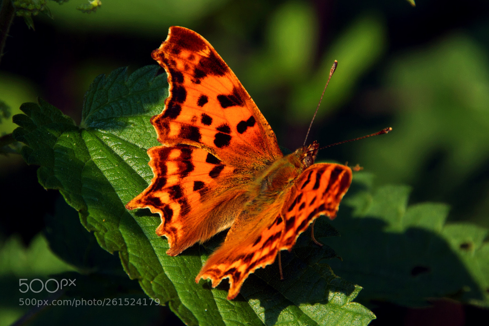 Canon EOS 550D (EOS Rebel T2i / EOS Kiss X4) sample photo. Comma butterfly photography
