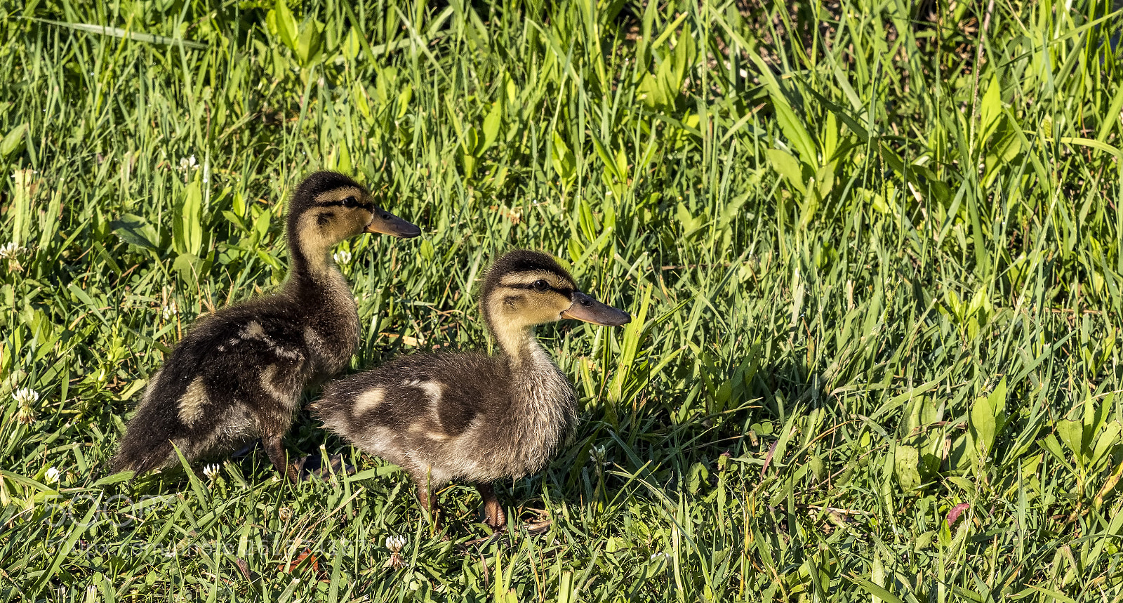 Canon EOS 7D Mark II sample photo. Baby mallards photography