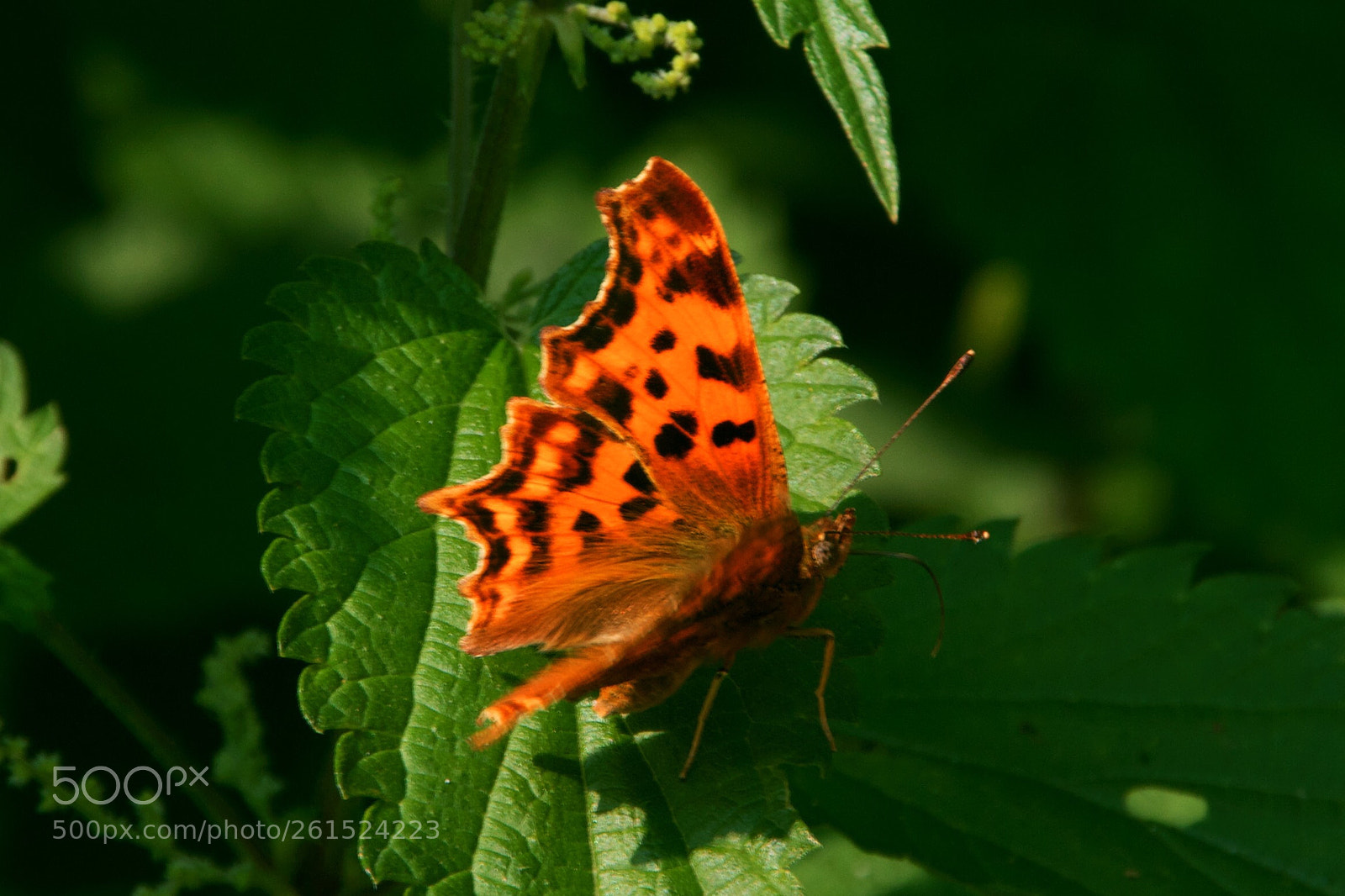 Canon EOS 550D (EOS Rebel T2i / EOS Kiss X4) sample photo. Comma butterfly photography