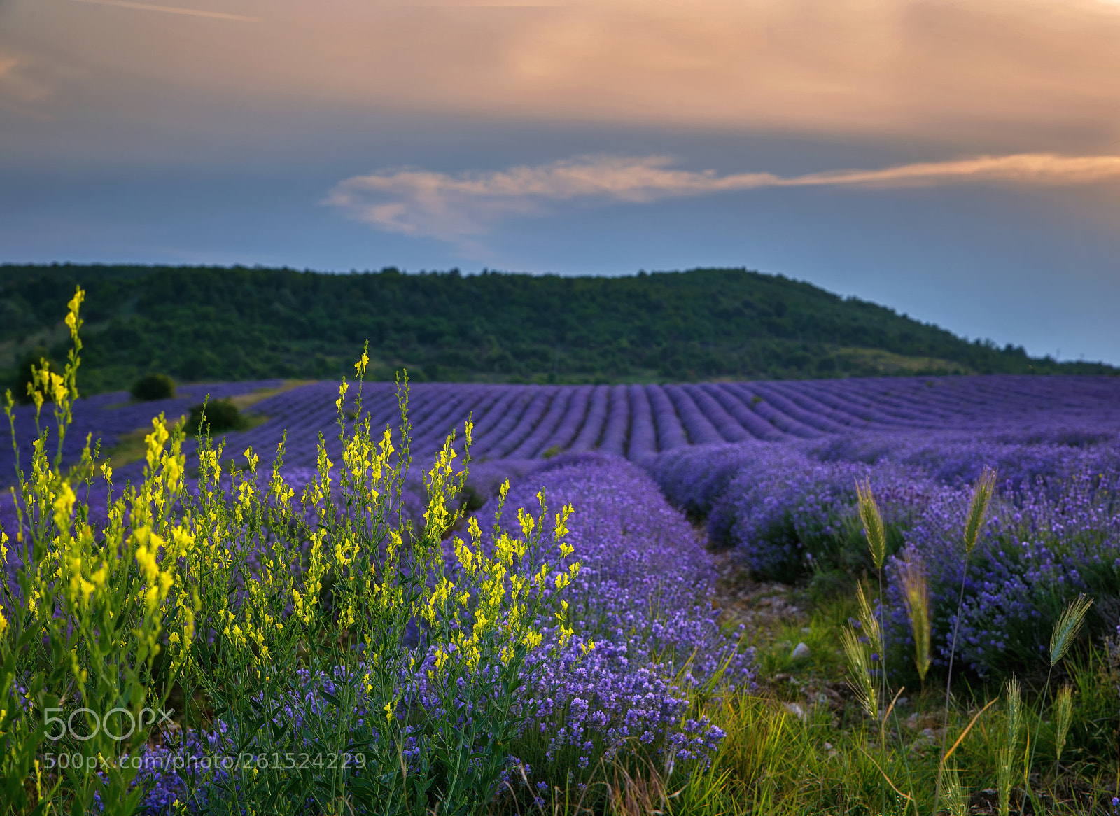 Canon EOS 6D sample photo. Lavender photography