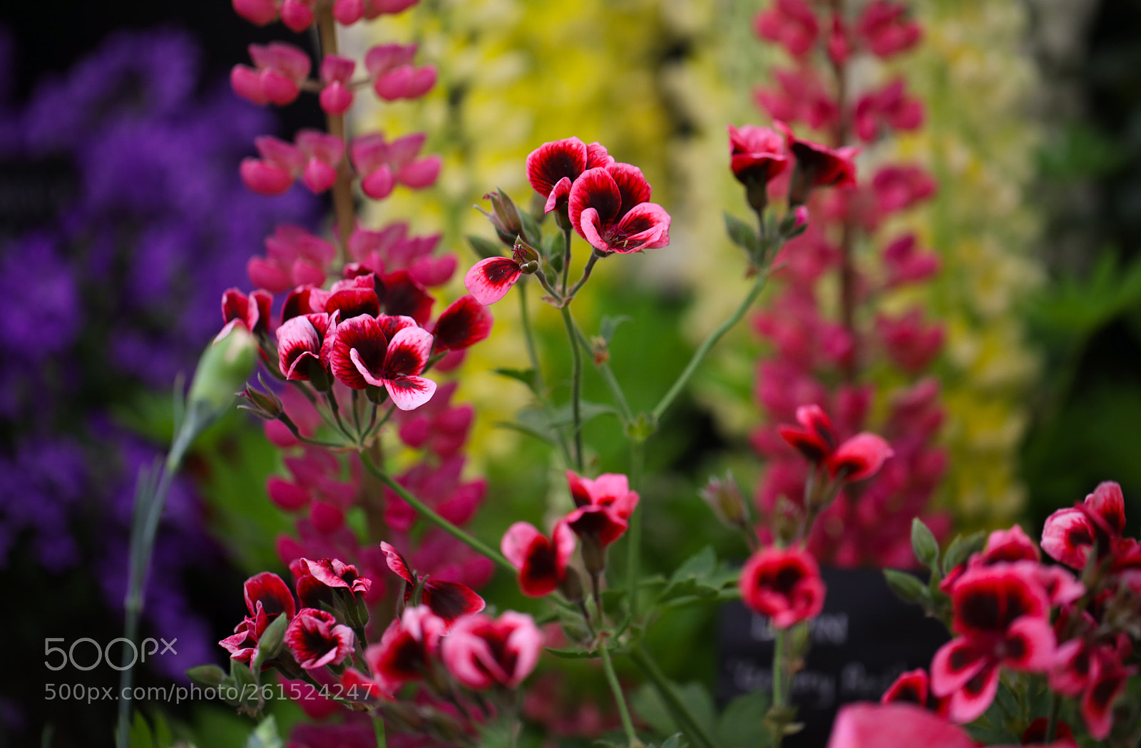 Canon EOS 5D Mark IV sample photo. Summer blooms photography