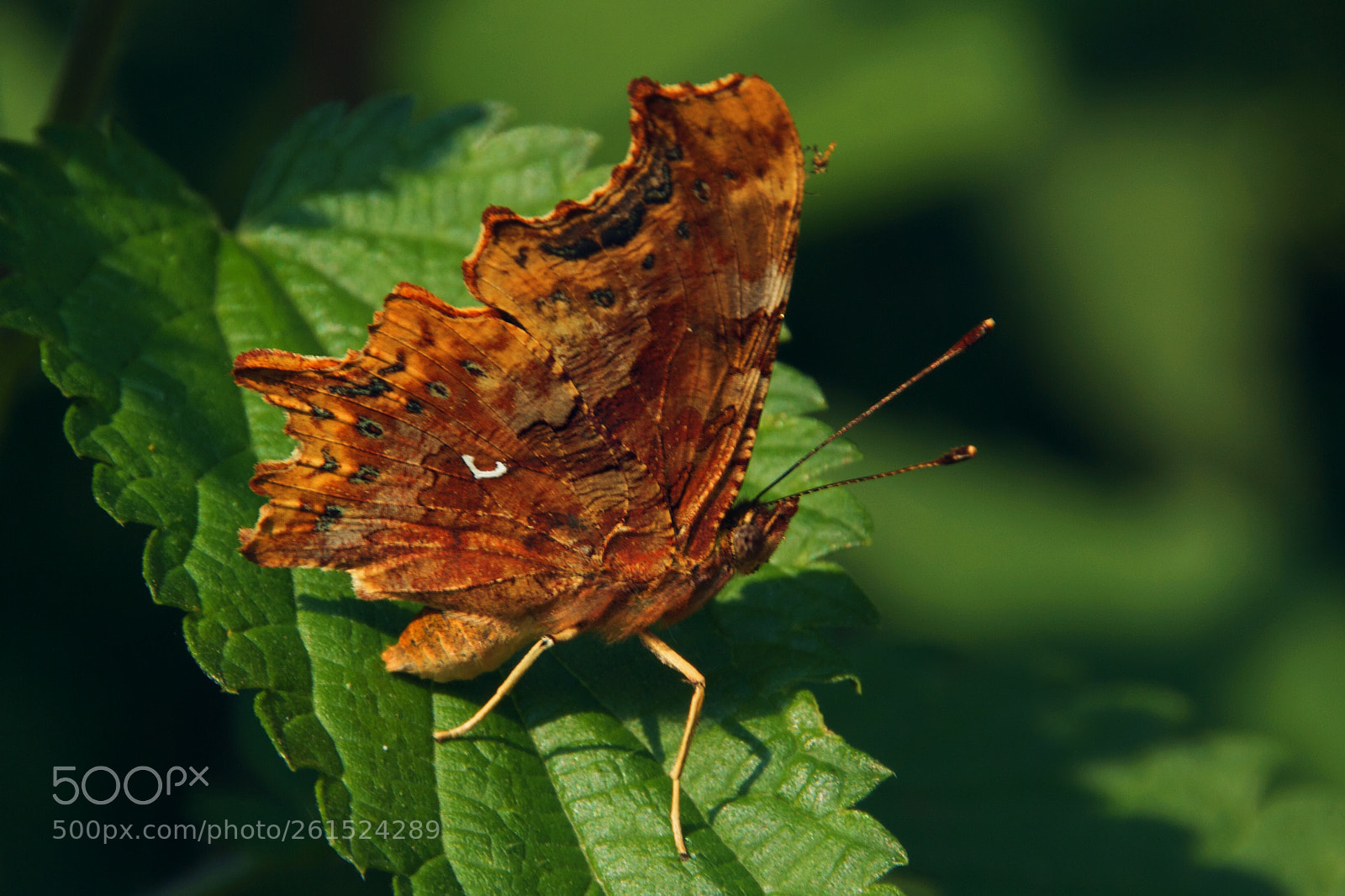 Canon EOS 550D (EOS Rebel T2i / EOS Kiss X4) sample photo. Comma butterfly photography