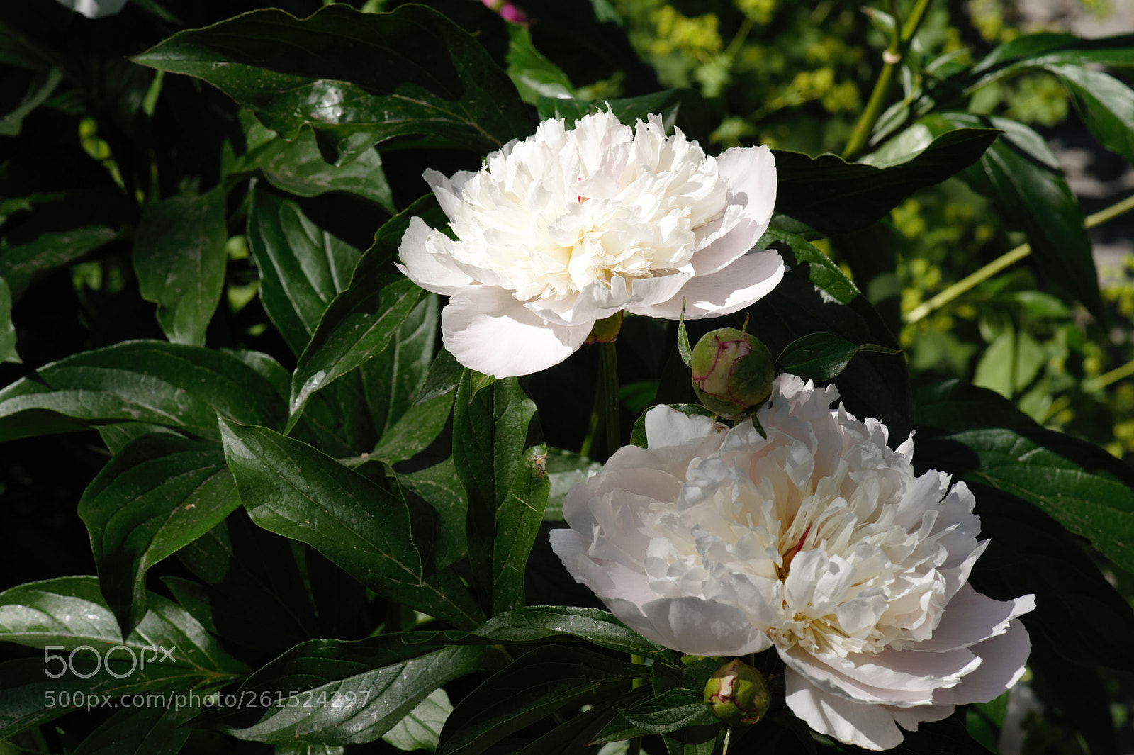 Nikon D700 sample photo. Two white peonys in photography