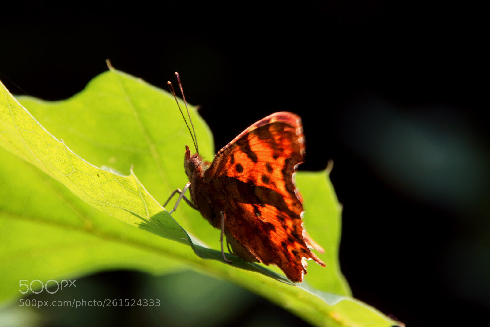 Canon EOS 550D (EOS Rebel T2i / EOS Kiss X4) sample photo. Comma butterfly photography