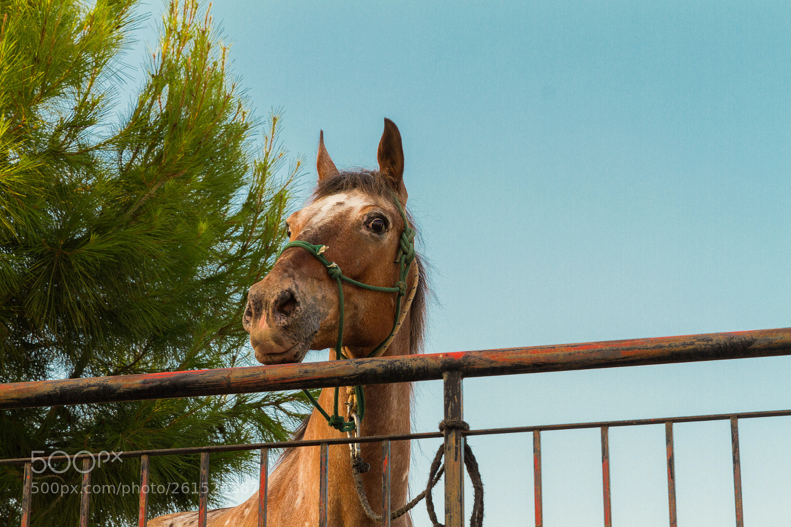 Canon EOS 7D sample photo. Lazy horse photography