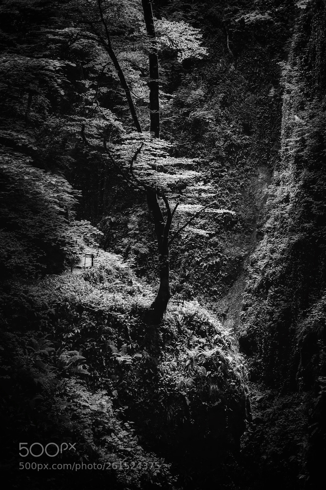 Fujifilm X-T20 sample photo. Forest photography