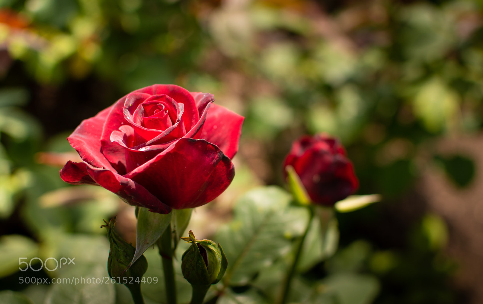 Nikon D5500 sample photo. Untitled photography