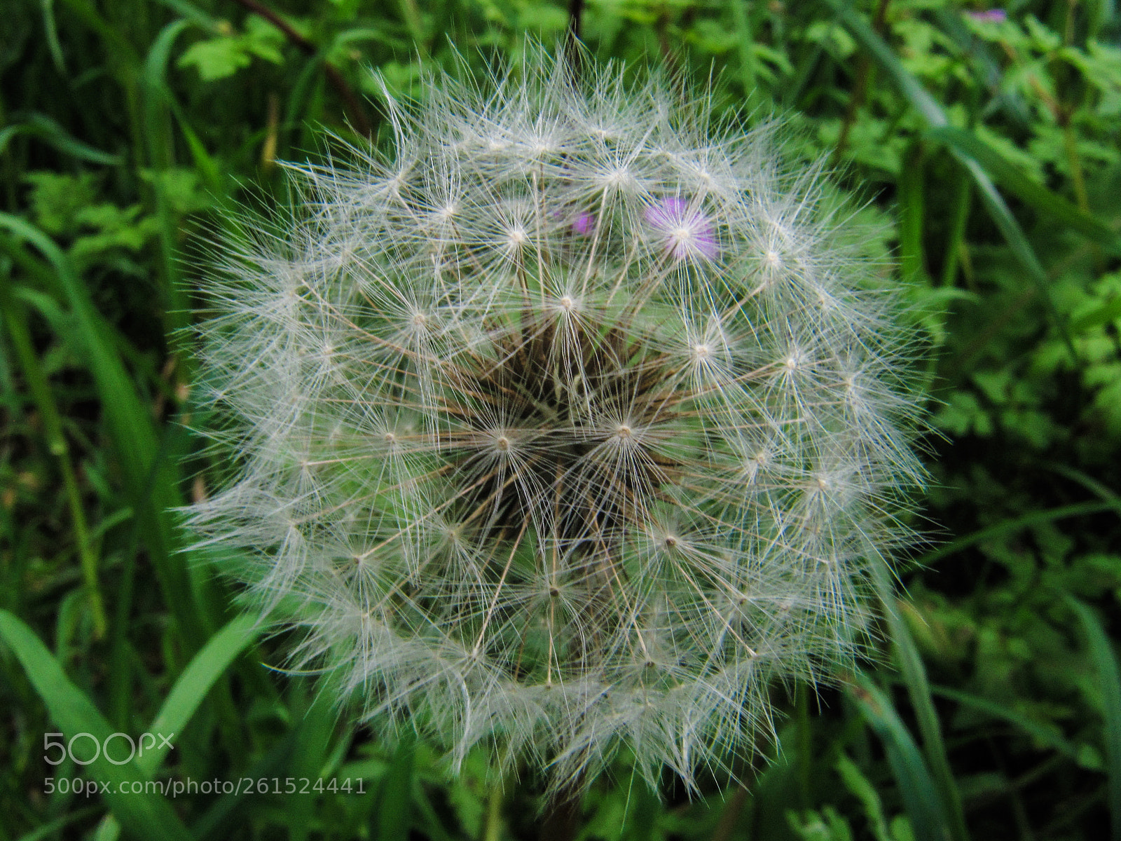 Canon PowerShot SX200 IS sample photo. Yo veo estrellas photography