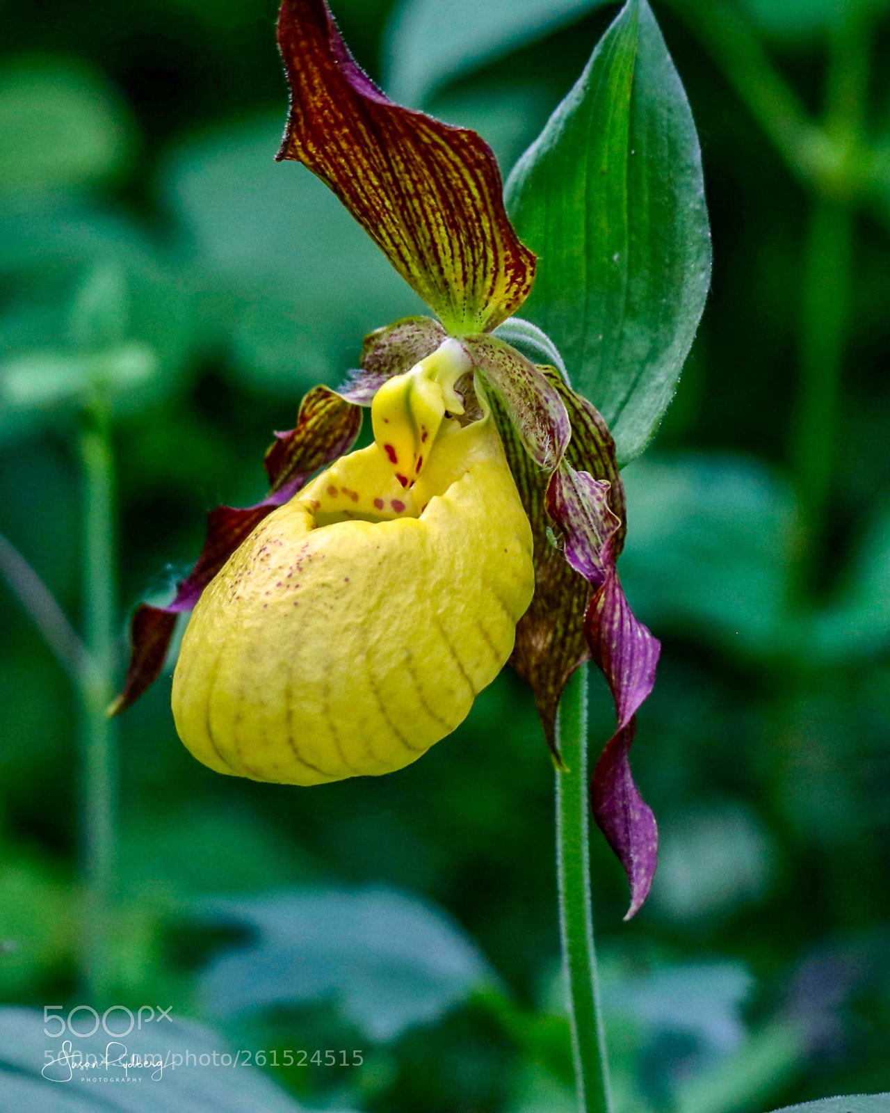 Canon EOS 80D sample photo. Yellow lady's slipper photography