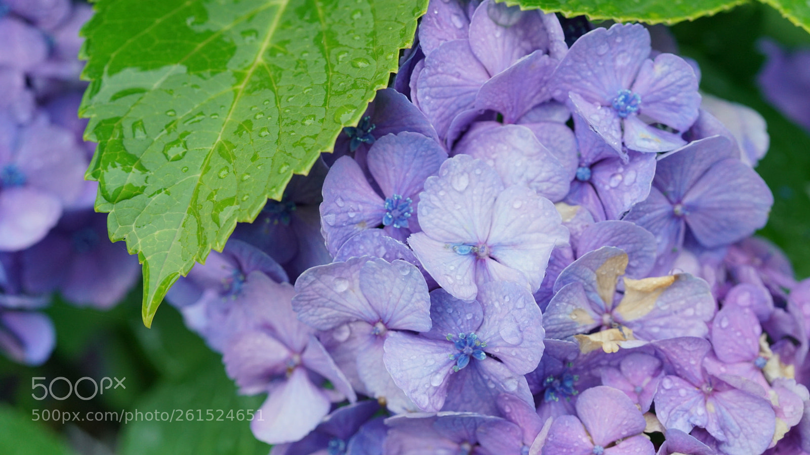 Sony a7R II sample photo. 雨上がり photography