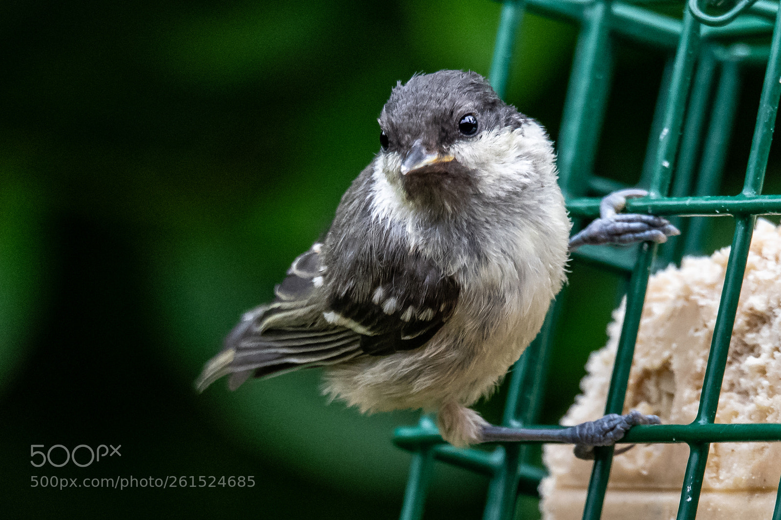 Nikon D850 sample photo. Fledgling coal tit photography