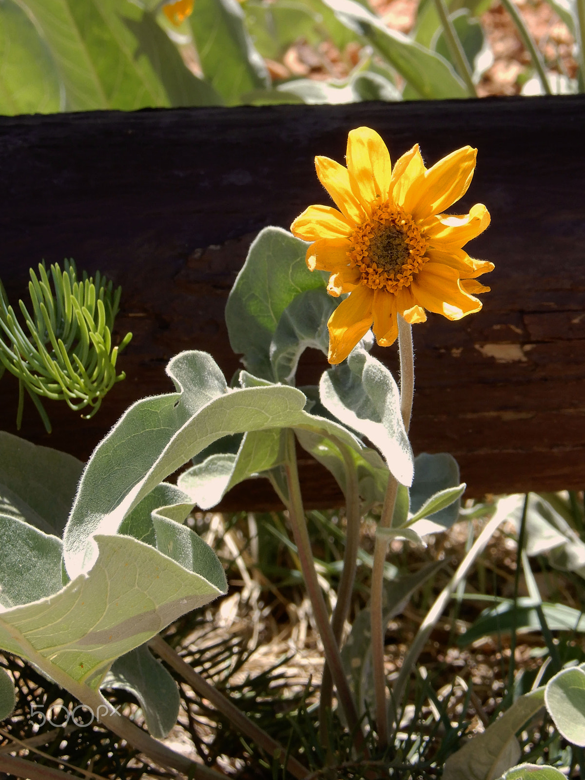 Nikon Coolpix A900 sample photo. Yellow flower with fence photography