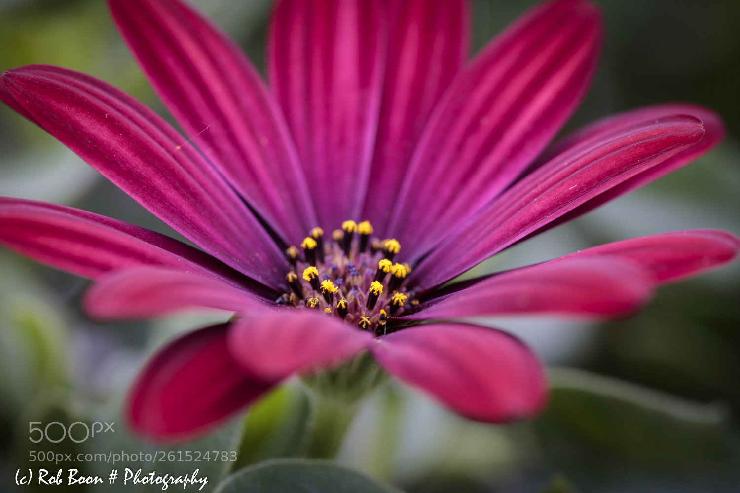 Canon EOS 5DS sample photo. Osteospermum photography
